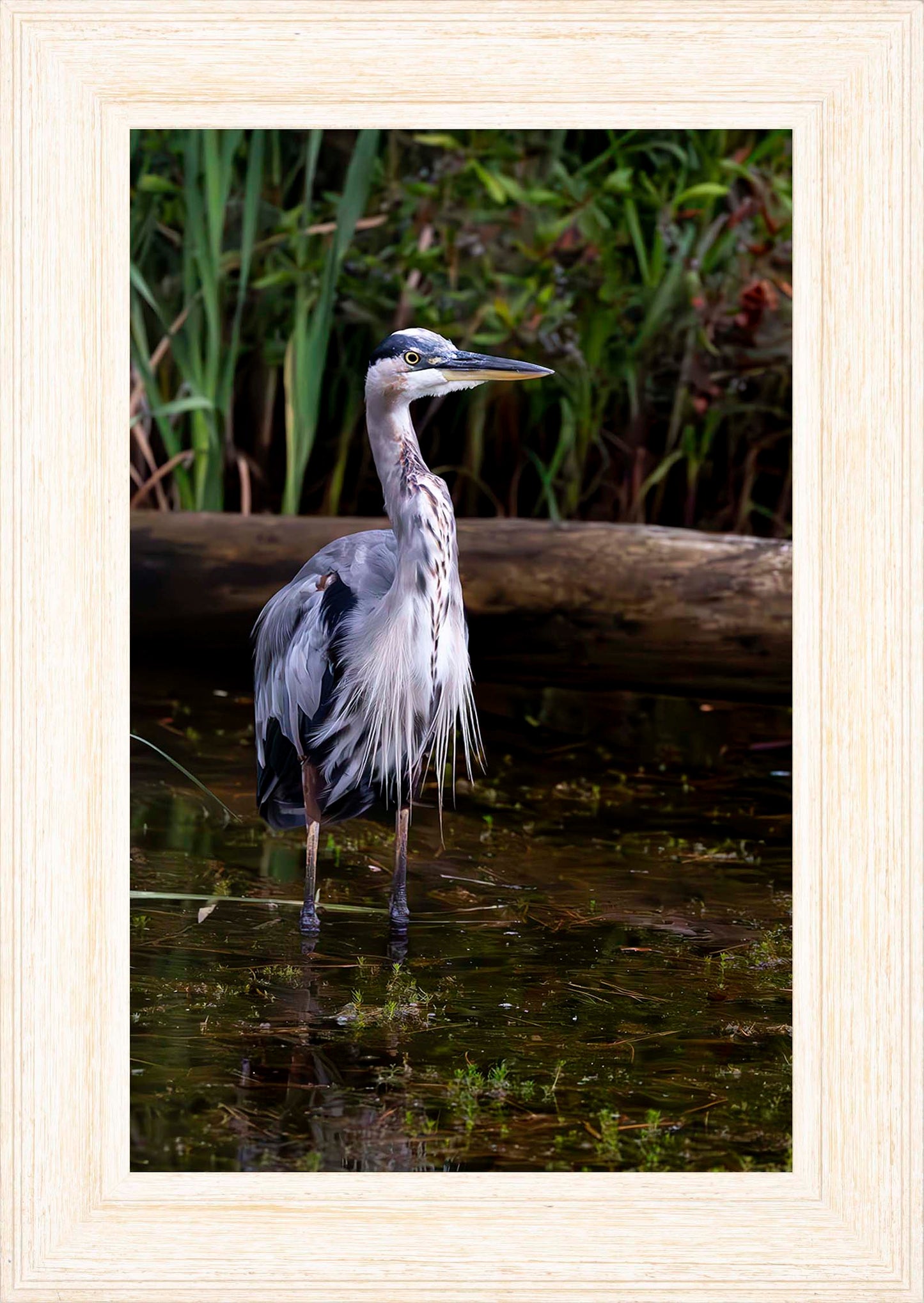 Short Stuff (Portrait) -- Digital Print