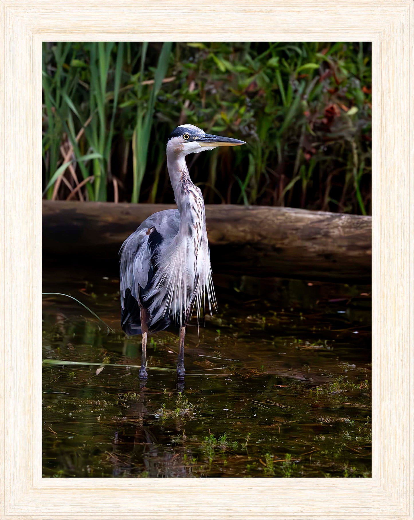 Short Stuff (Portrait) -- Digital Print