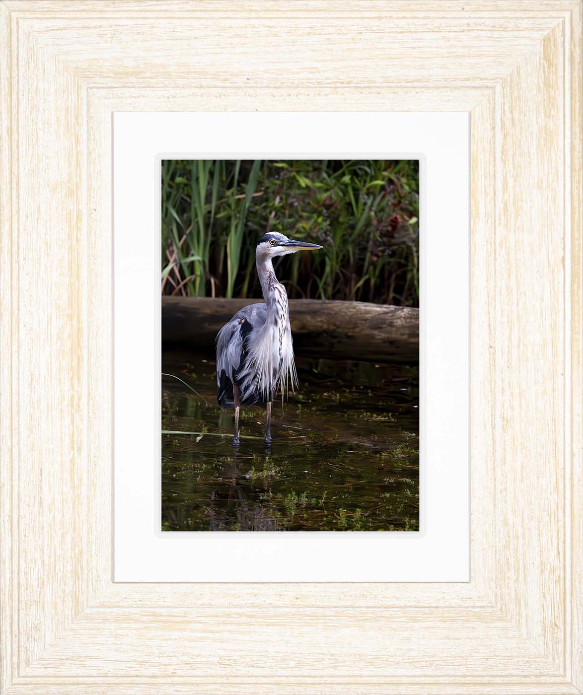 Short Stuff (Portrait) -- Digital Print