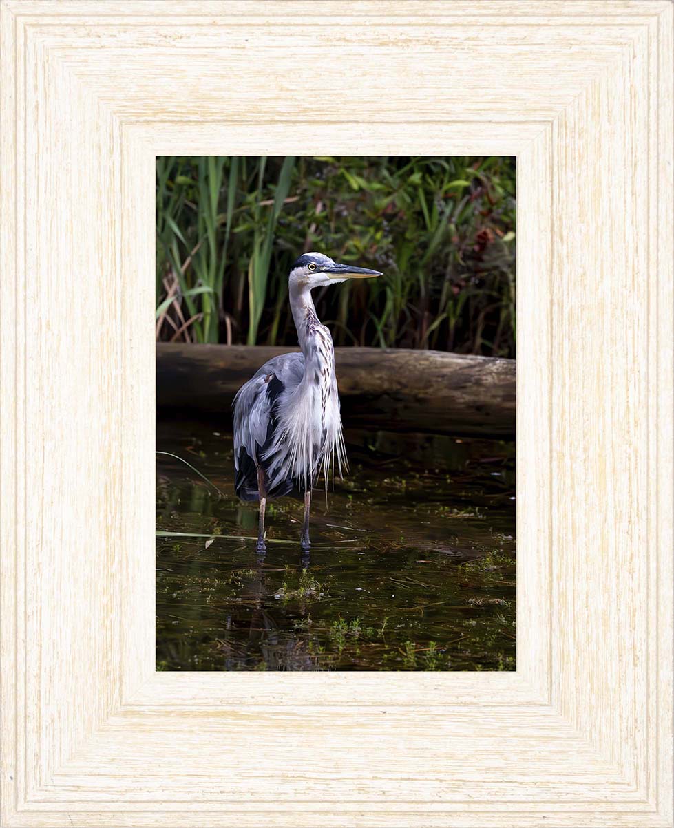 Short Stuff (Portrait) -- Digital Print