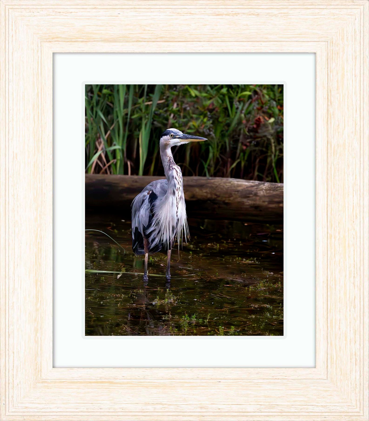 Short Stuff (Portrait) -- Digital Print