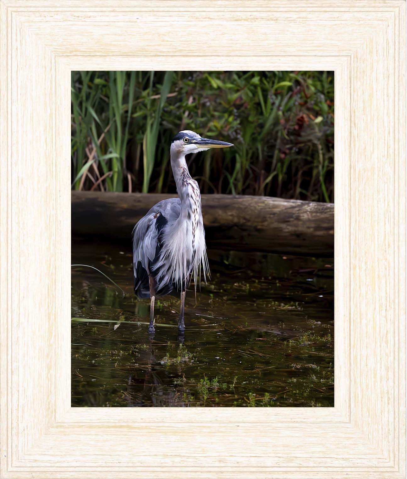 Short Stuff (Portrait) -- Digital Print