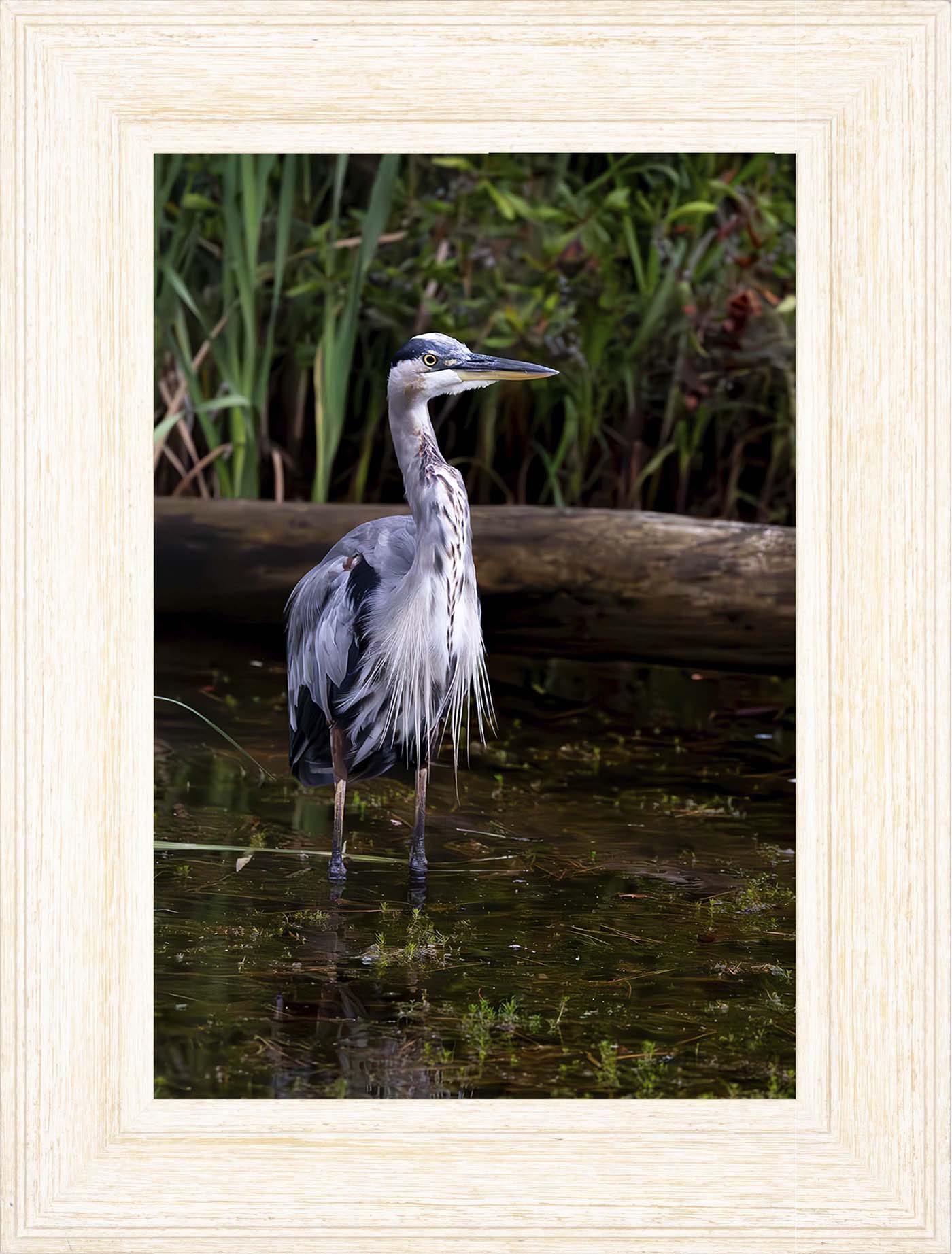 Short Stuff (Portrait) -- Digital Print