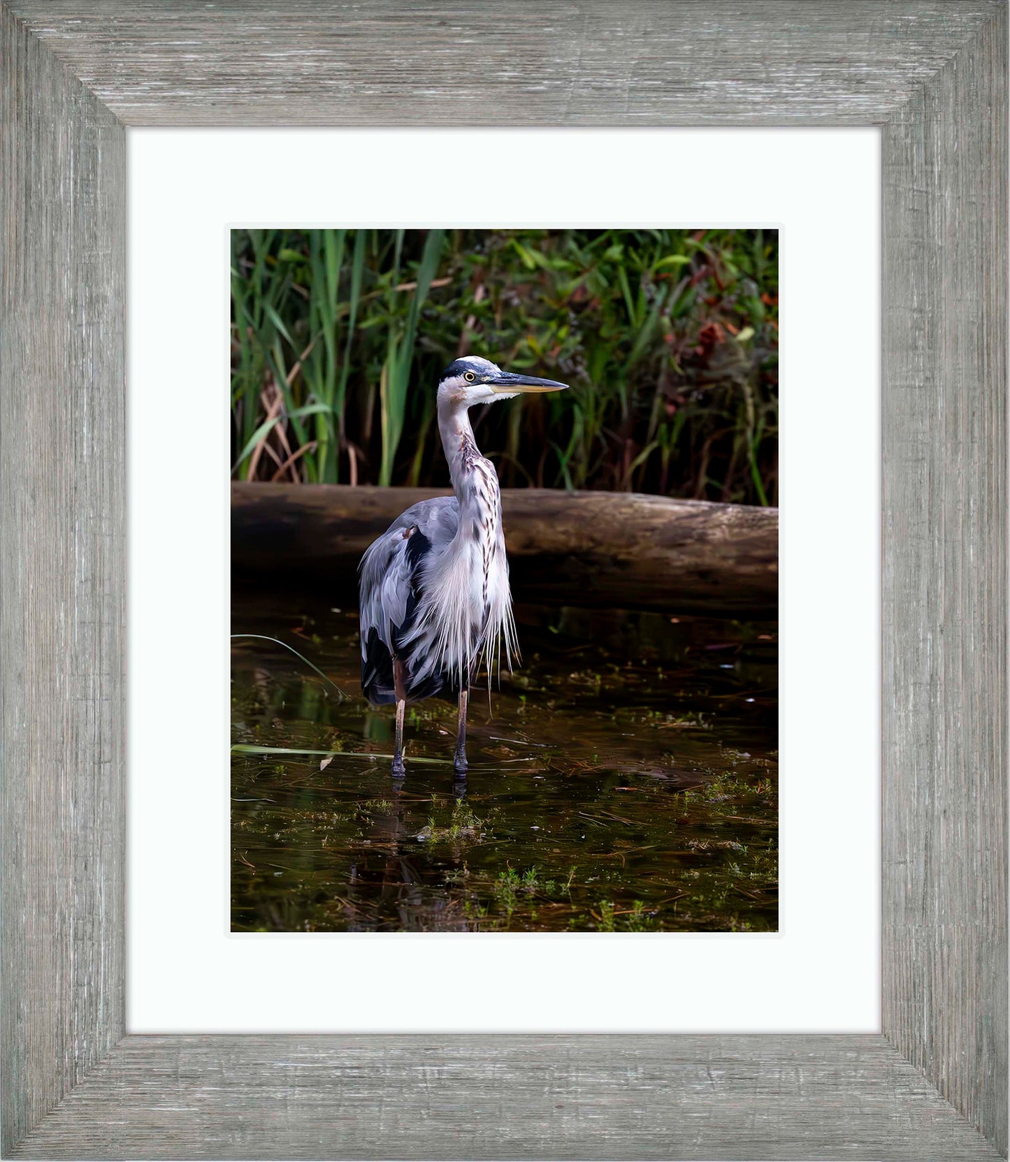 Short Stuff (Portrait) -- Digital Print