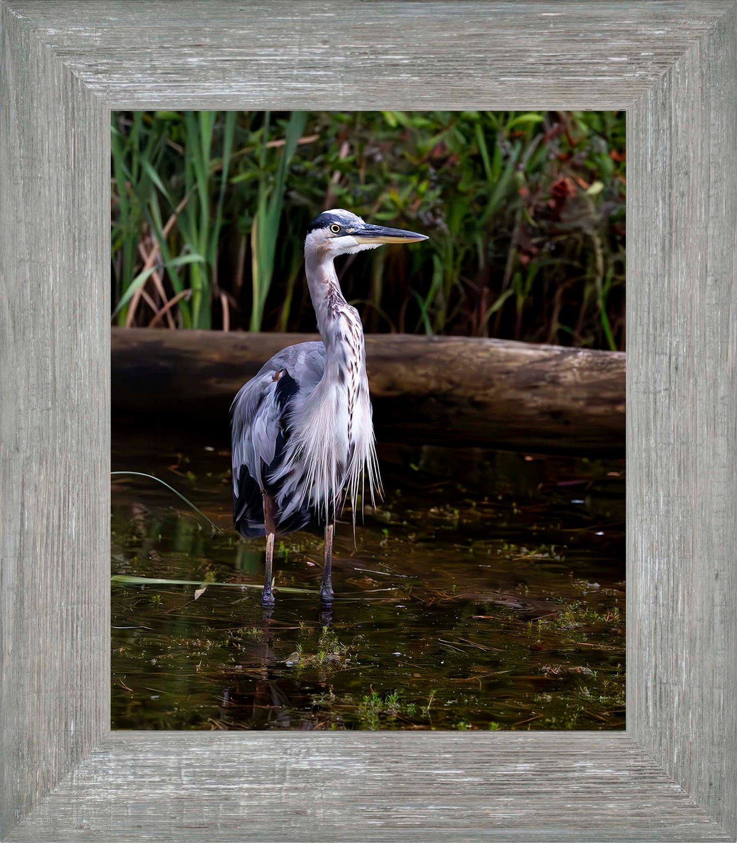 Short Stuff (Portrait) -- Digital Print