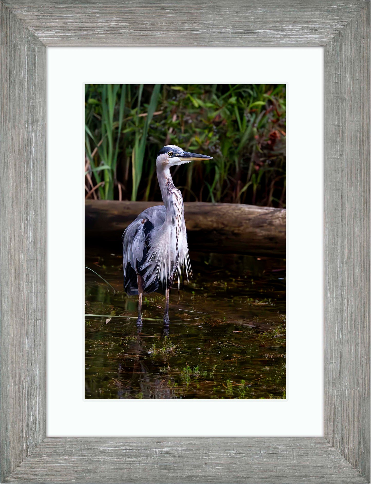 Short Stuff (Portrait) -- Digital Print