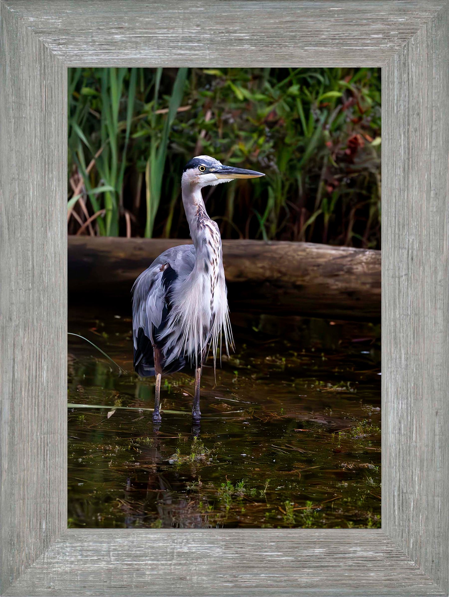 Short Stuff (Portrait) -- Digital Print