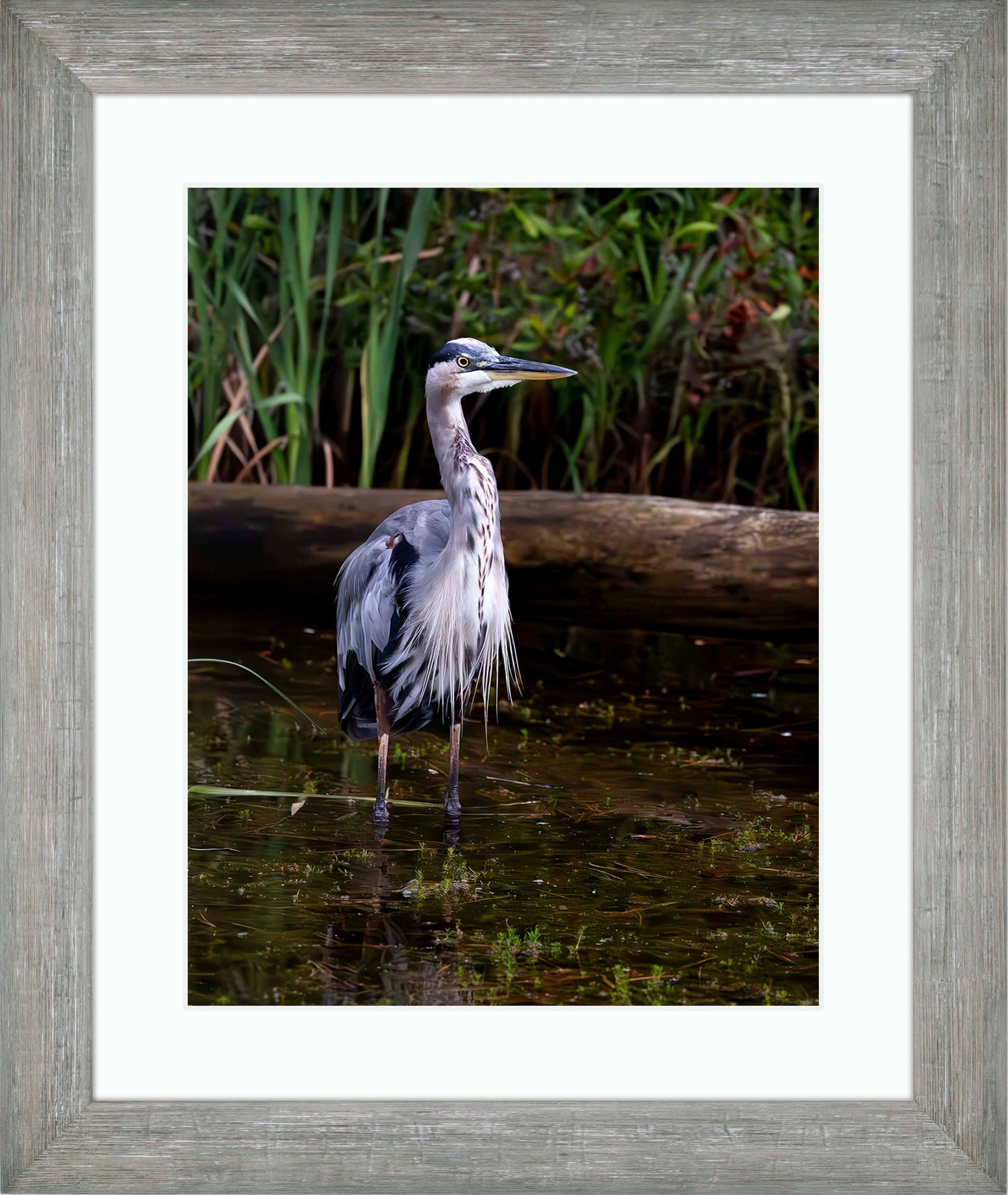 Short Stuff (Portrait) -- Digital Print