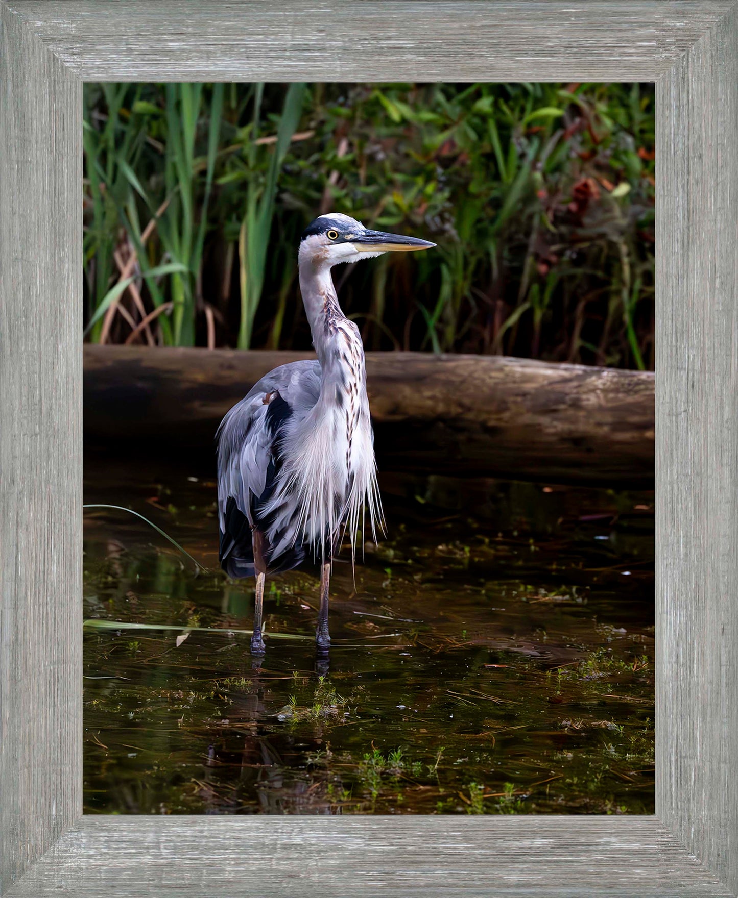 Short Stuff (Portrait) -- Digital Print