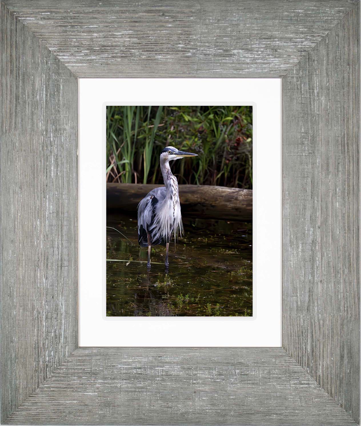 Short Stuff (Portrait) -- Digital Print