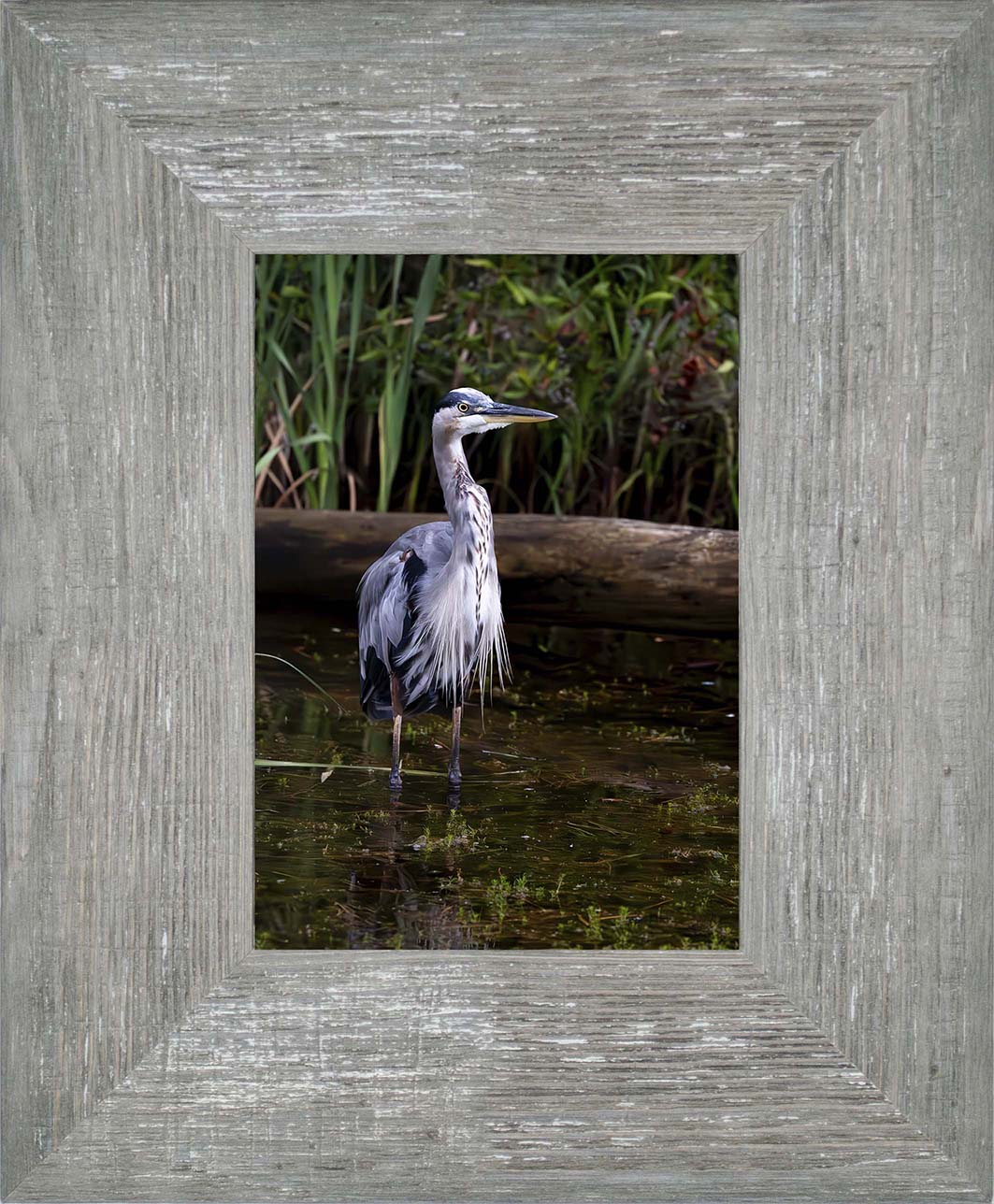 Short Stuff (Portrait) -- Digital Print