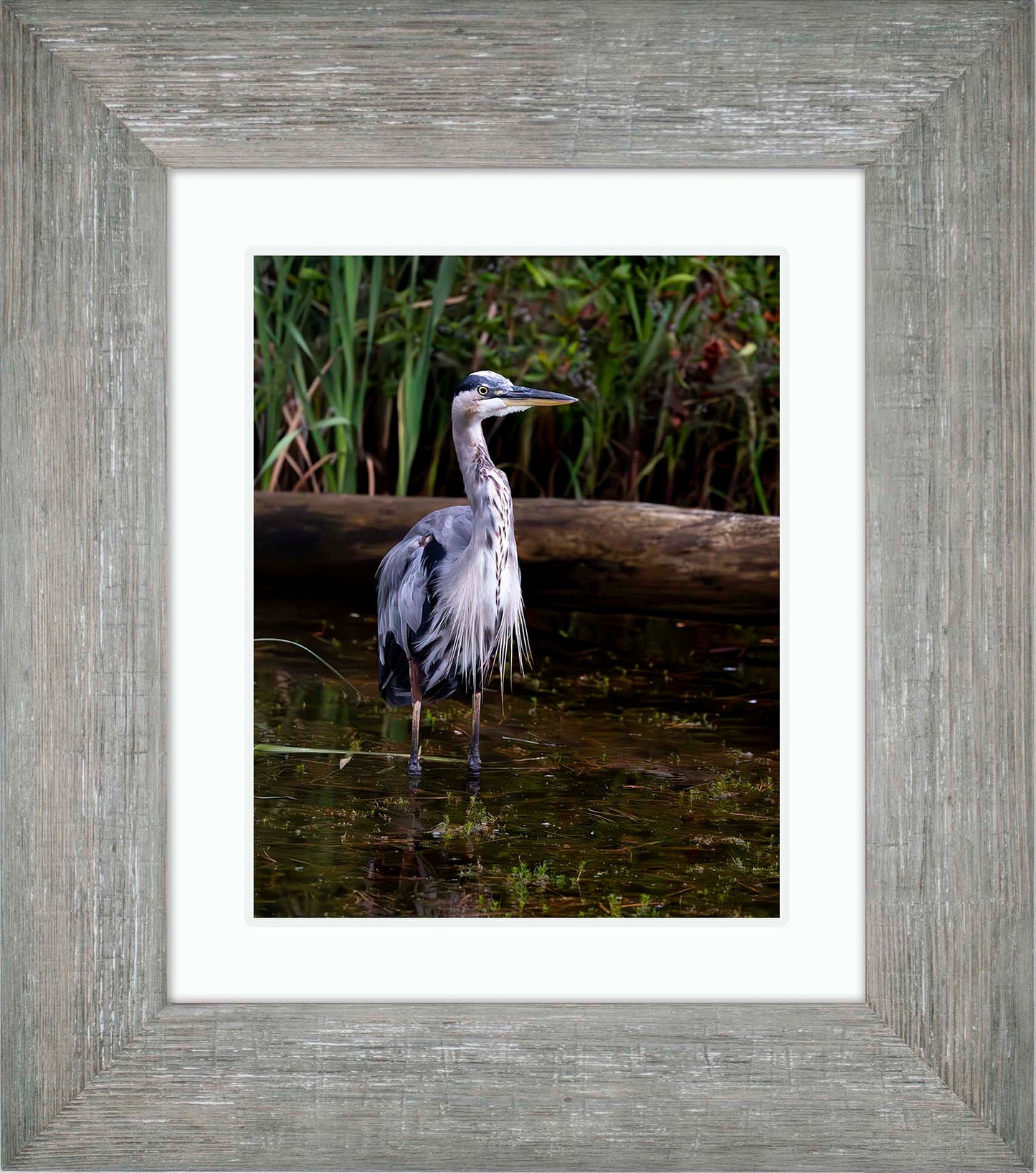 Short Stuff (Portrait) -- Digital Print