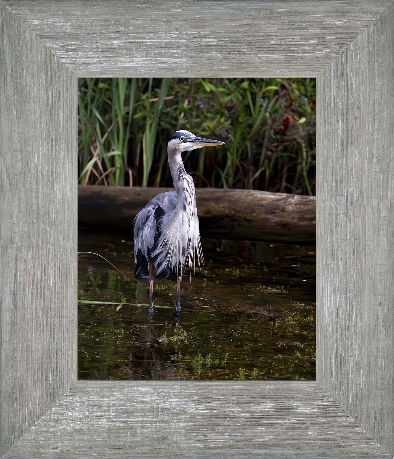 Short Stuff (Portrait) -- Digital Print