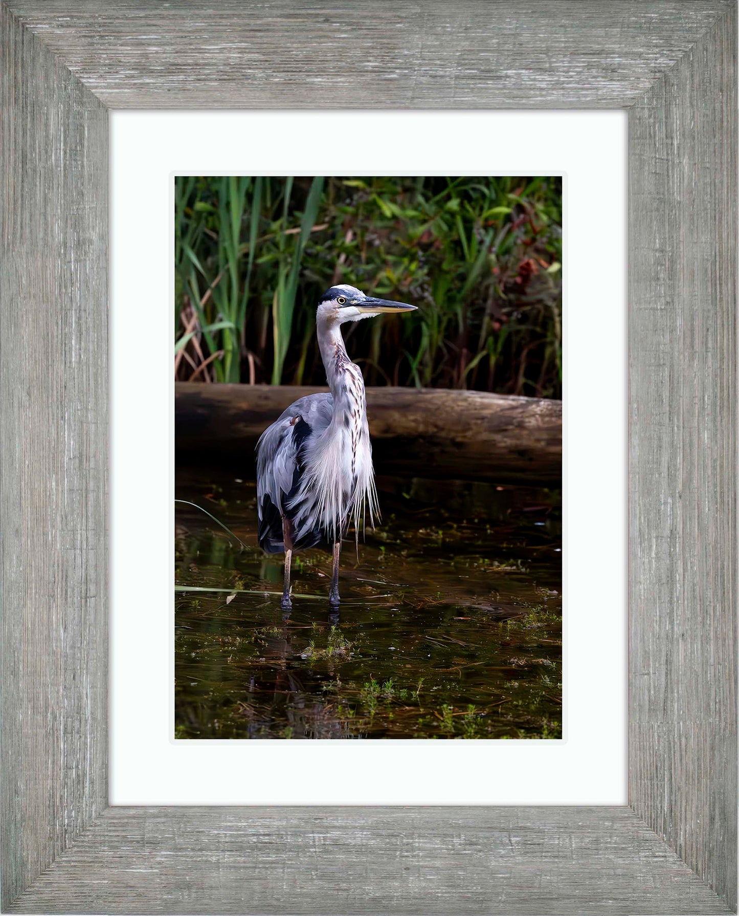 Short Stuff (Portrait) -- Digital Print