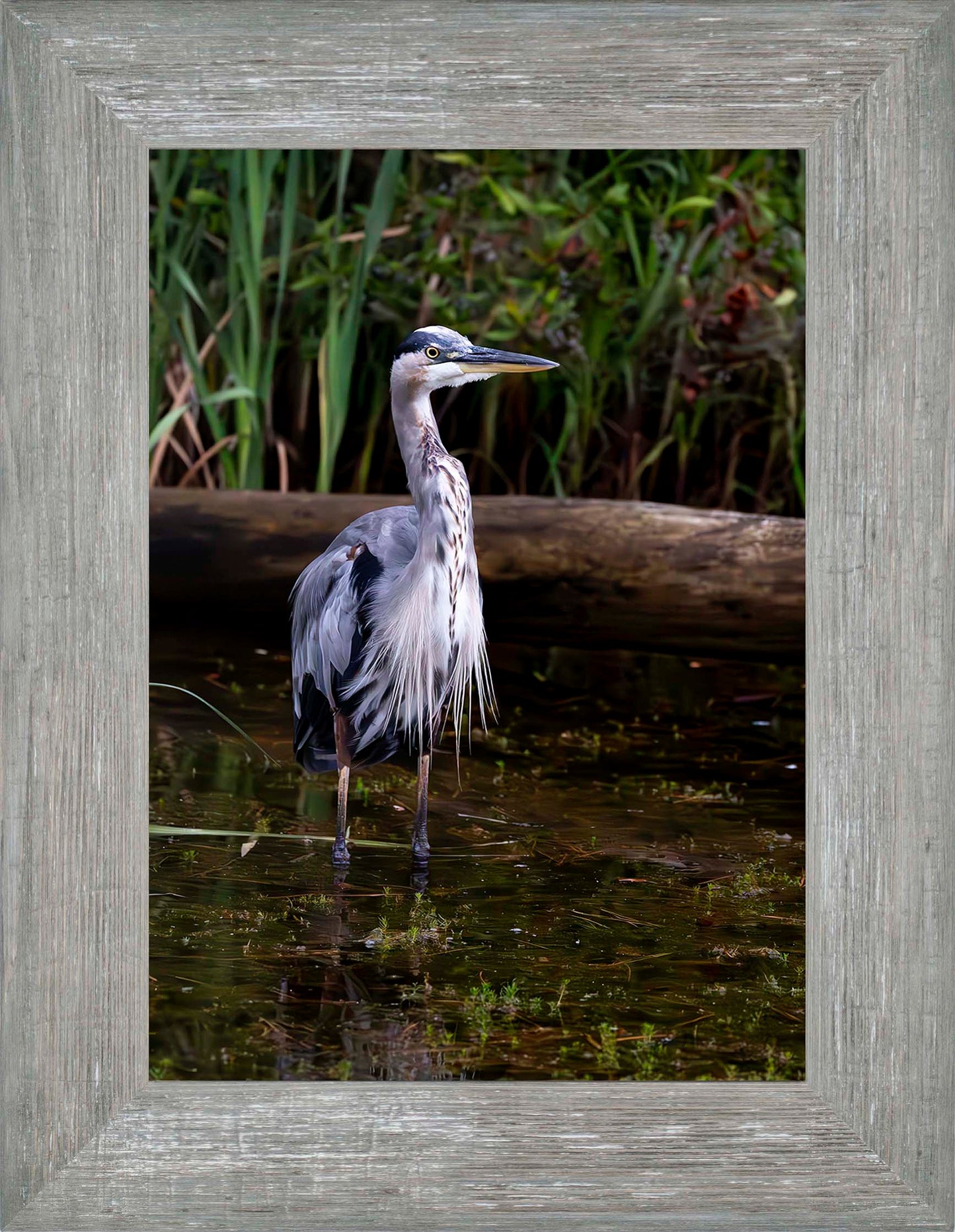 Short Stuff (Portrait) -- Digital Print