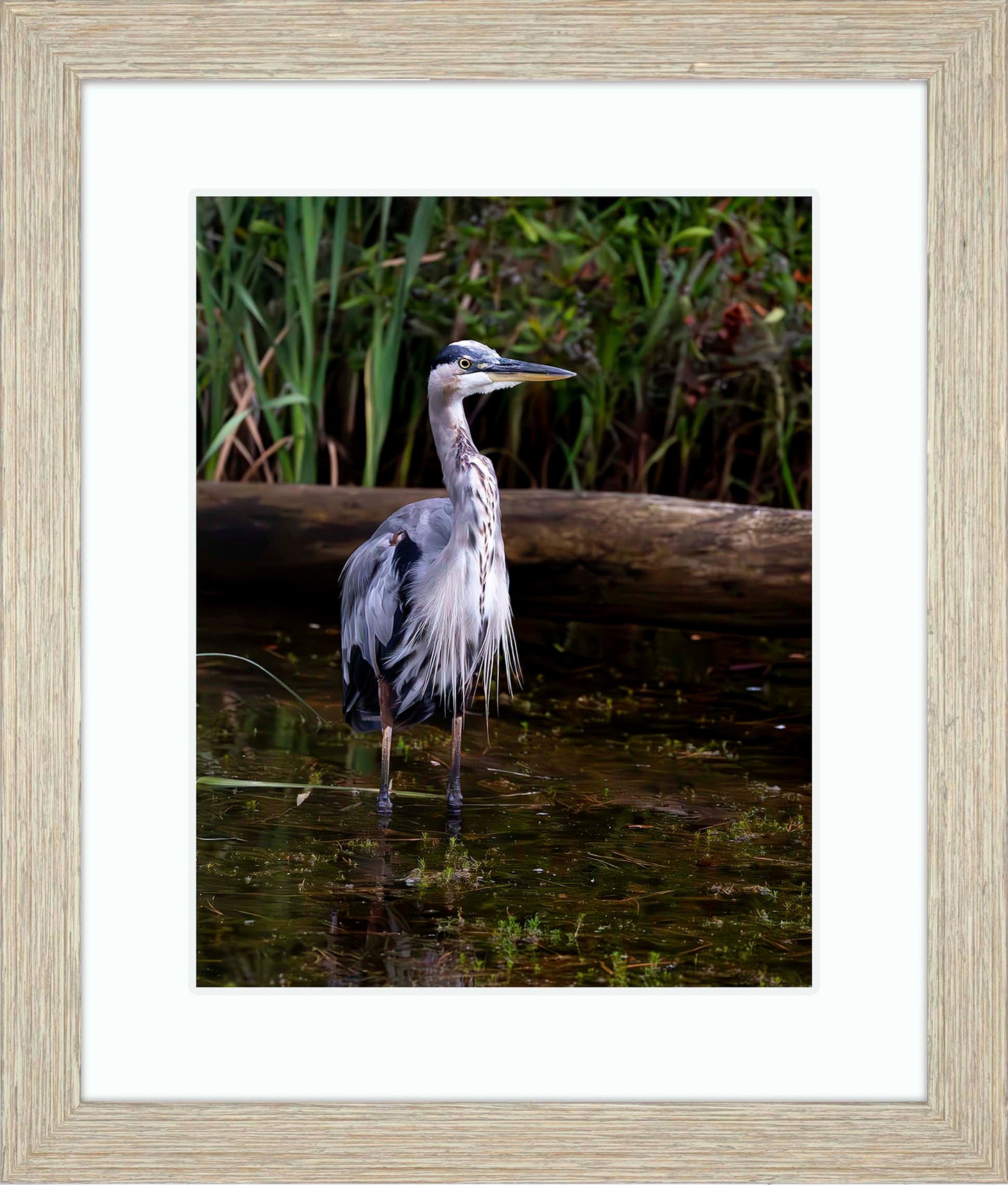 Short Stuff (Portrait) -- Digital Print