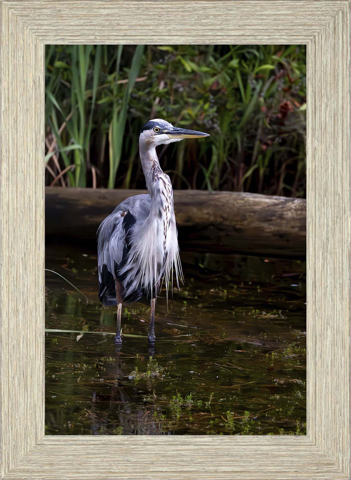 Short Stuff (Portrait) -- Digital Print