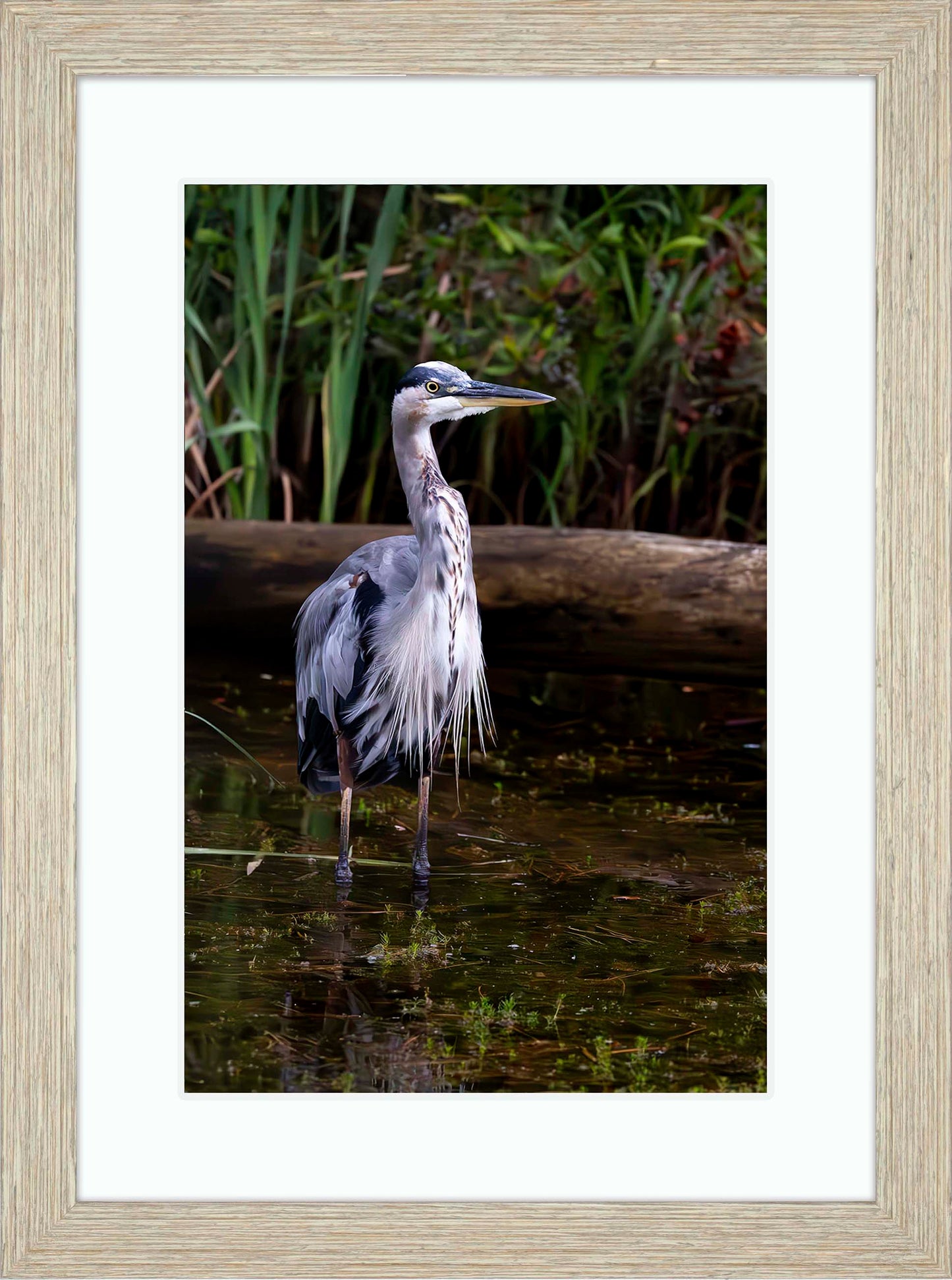 Short Stuff (Portrait) -- Digital Print