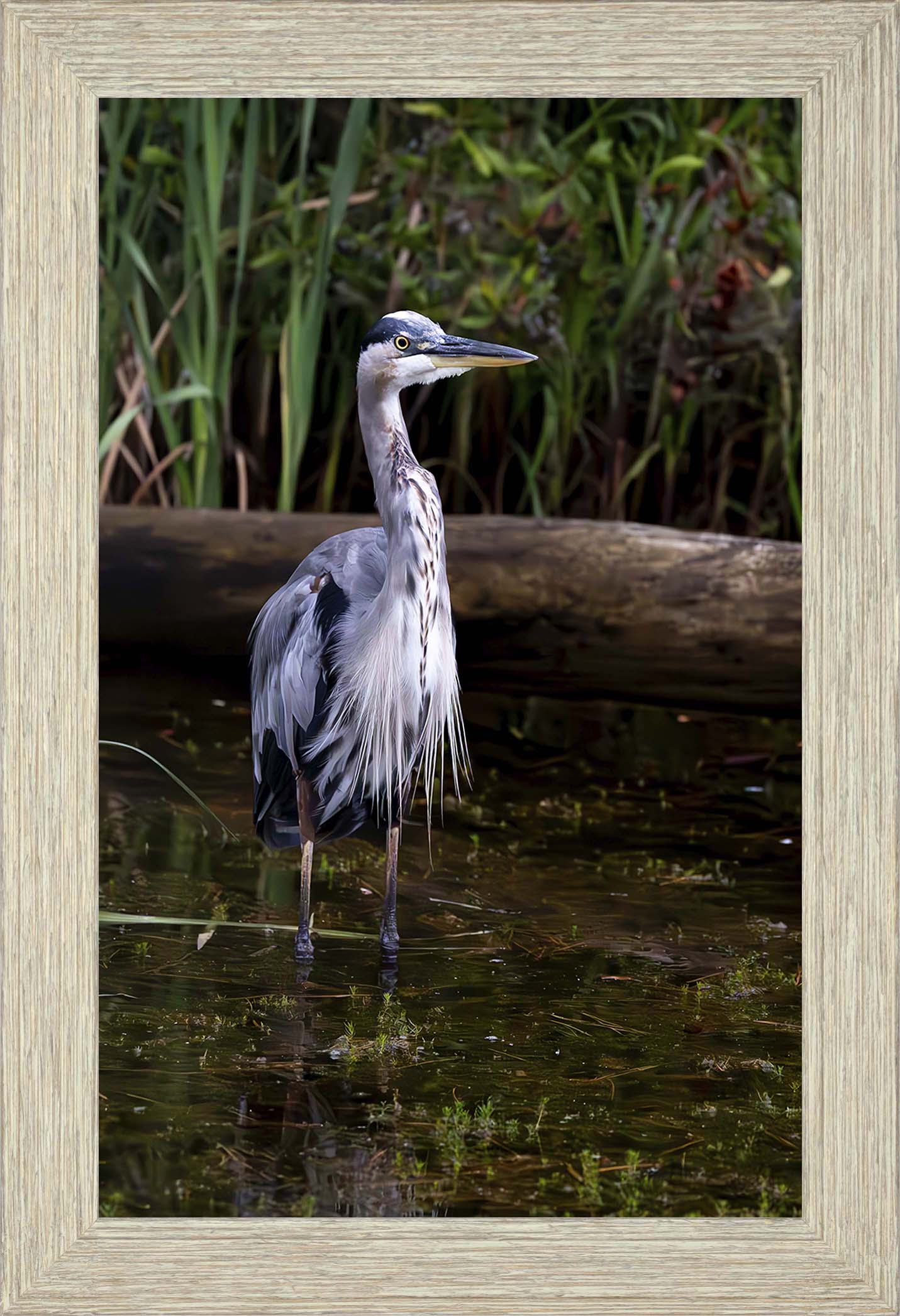 Short Stuff (Portrait) -- Digital Print