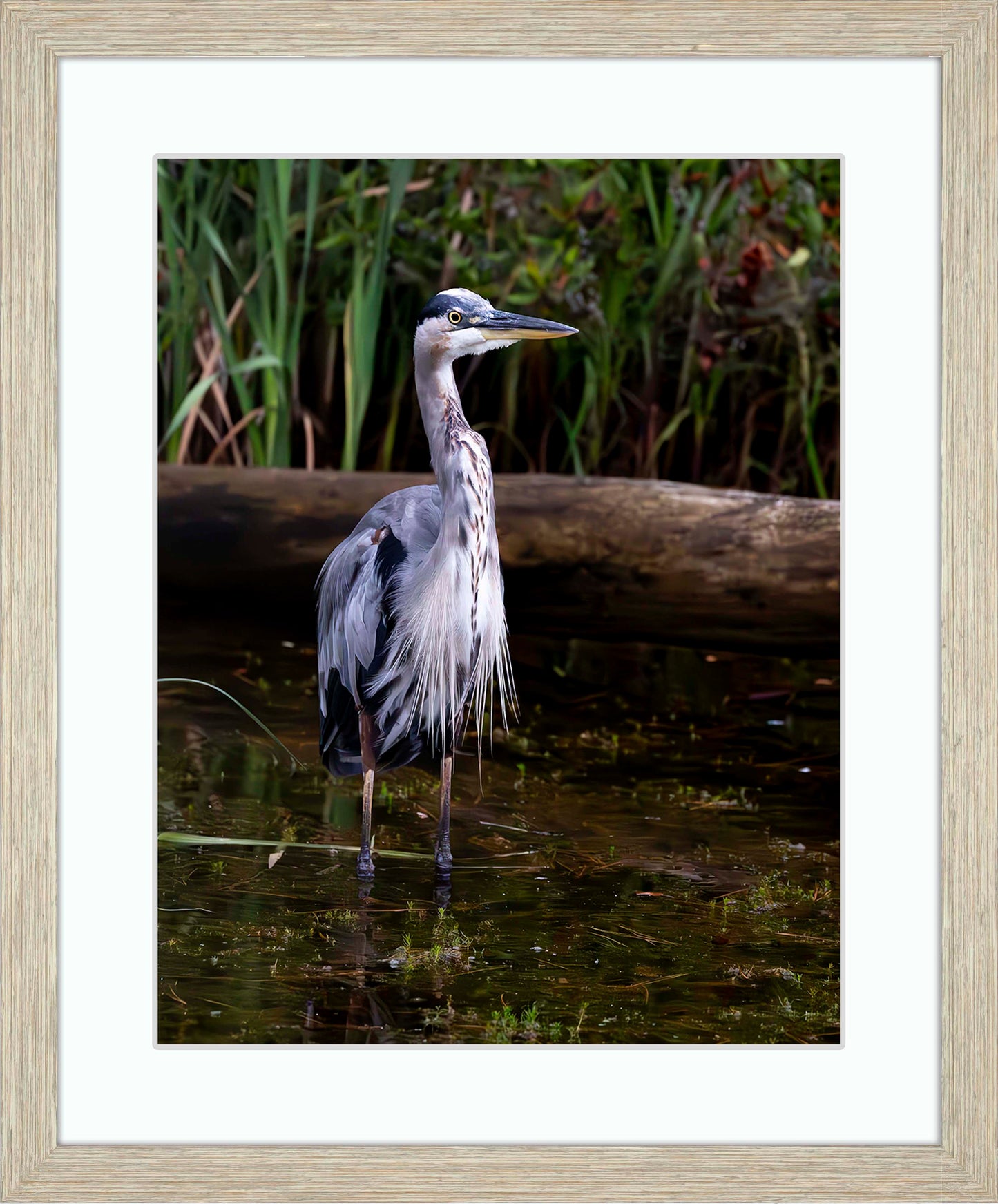 Short Stuff (Portrait) -- Digital Print