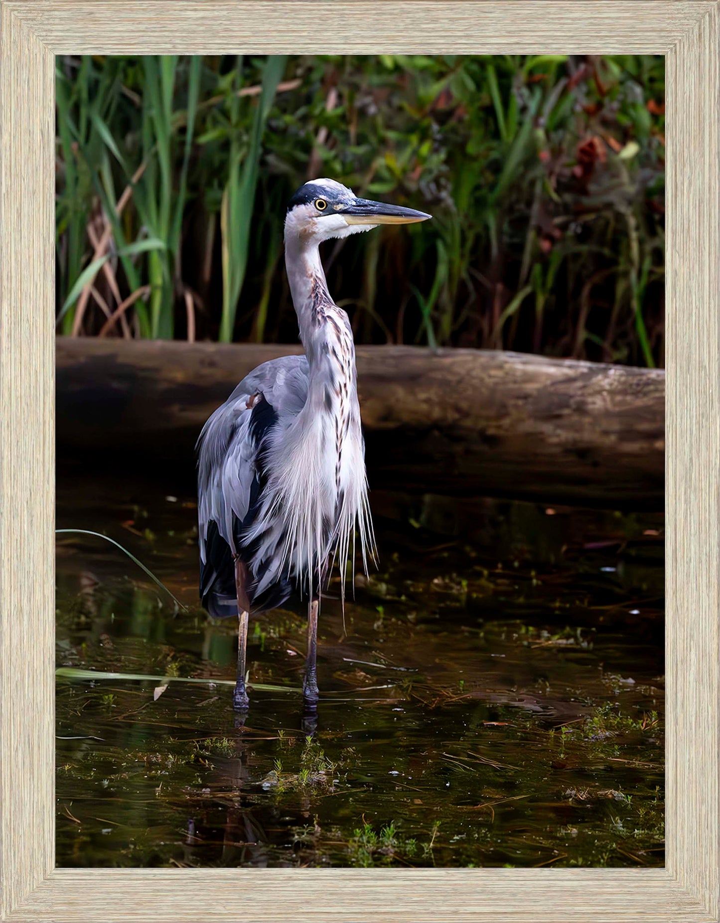 Short Stuff (Portrait) -- Digital Print