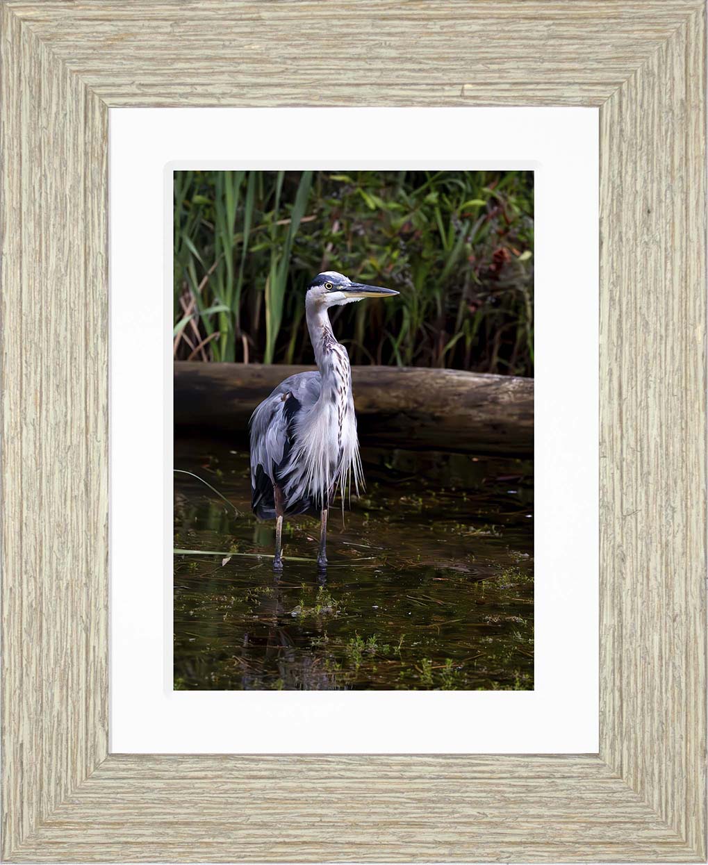 Short Stuff (Portrait) -- Digital Print