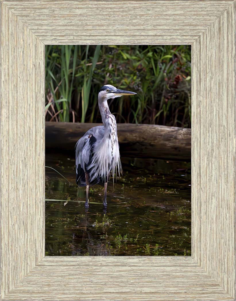 Short Stuff (Portrait) -- Digital Print