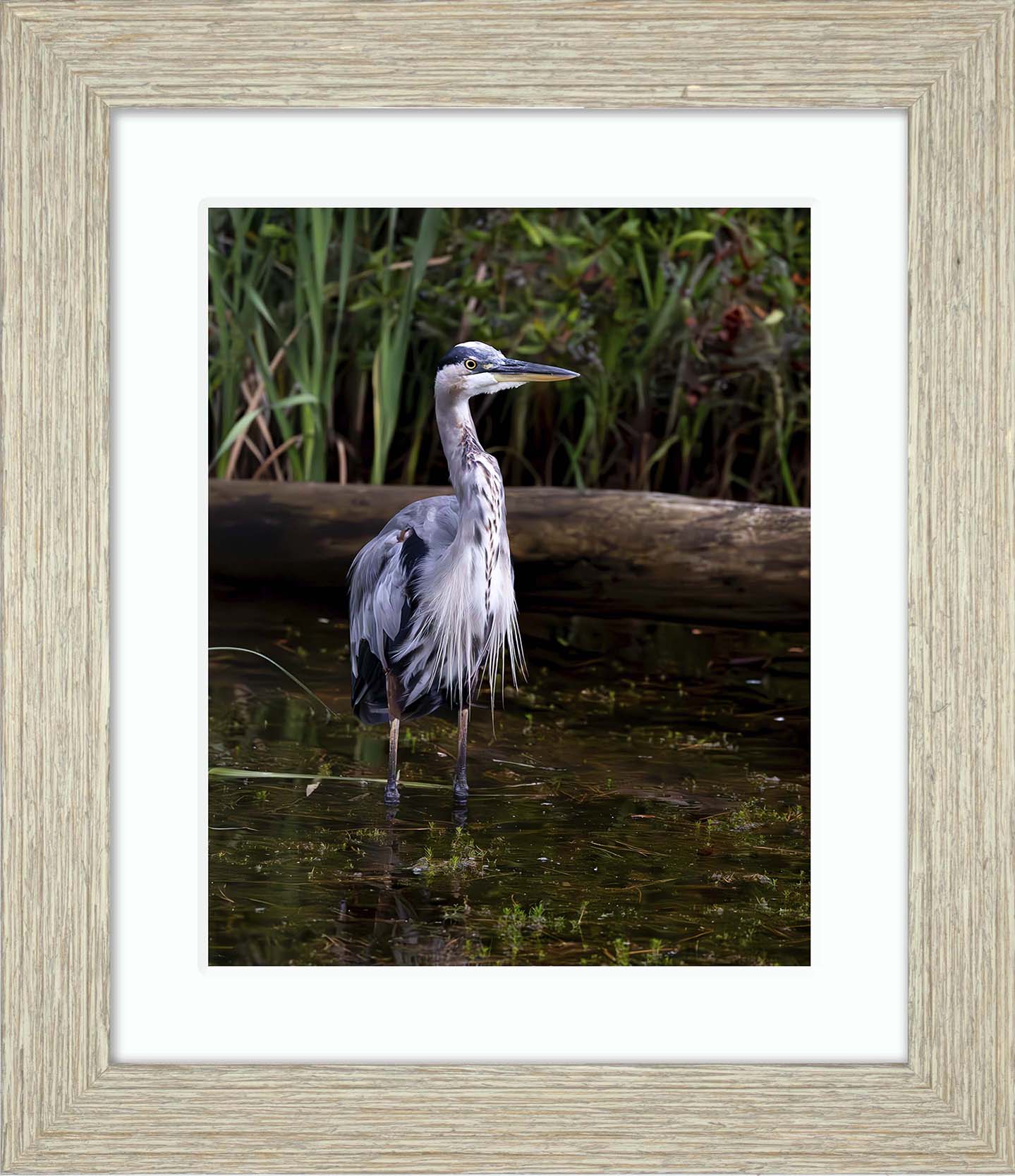 Short Stuff (Portrait) -- Digital Print