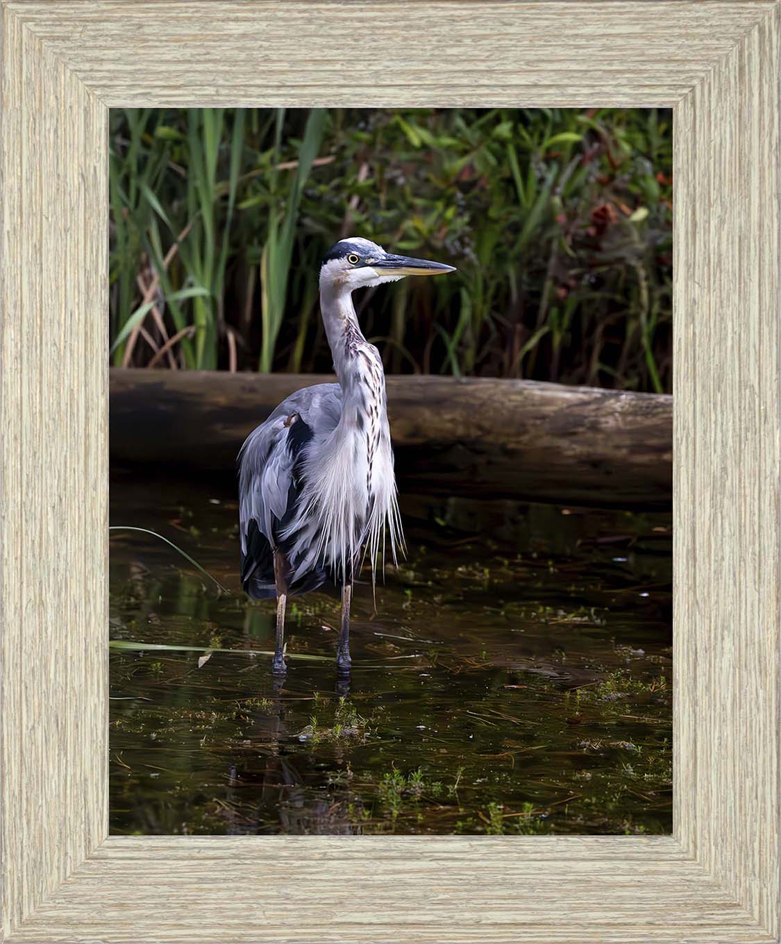 Short Stuff (Portrait) -- Digital Print