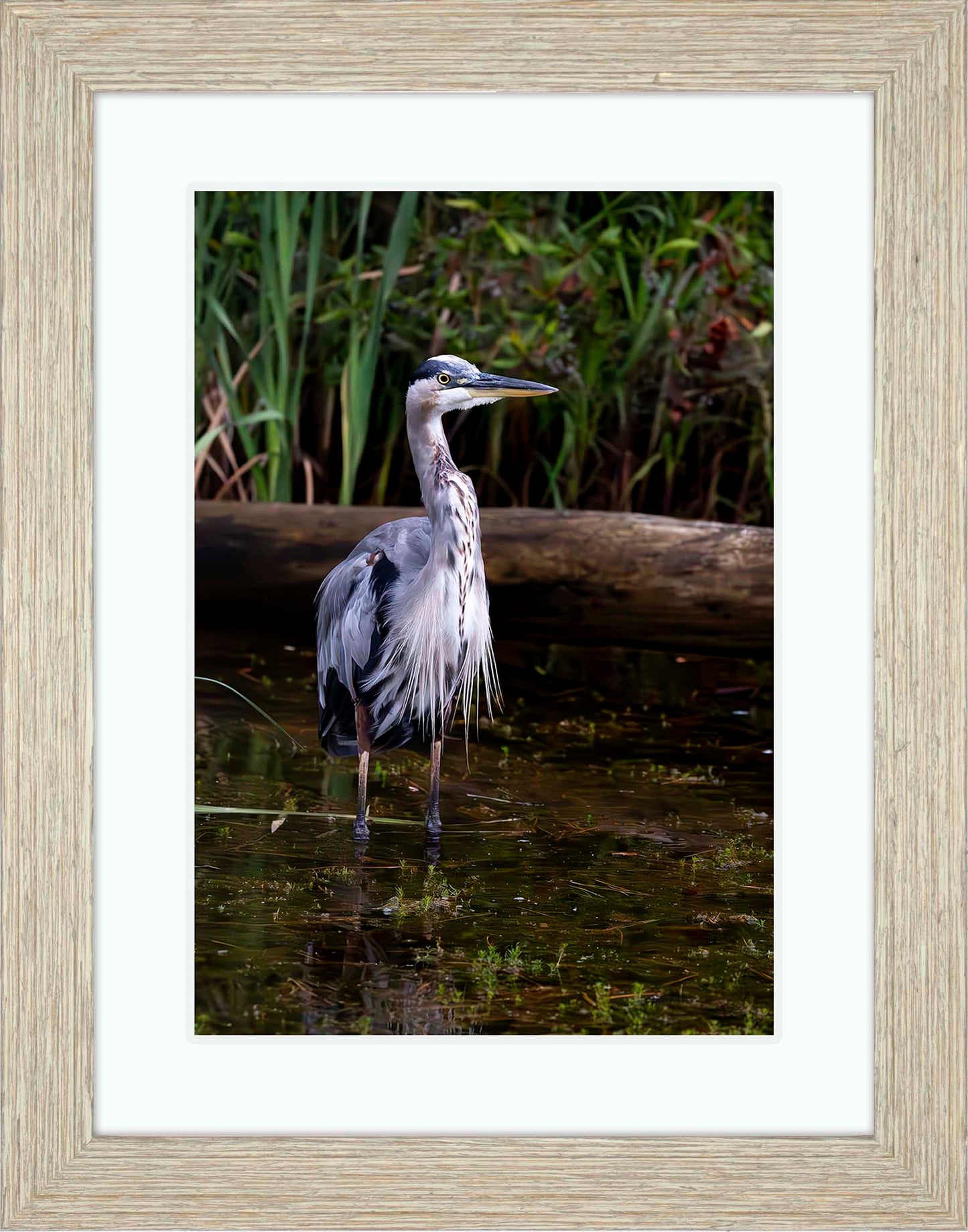 Short Stuff (Portrait) -- Digital Print