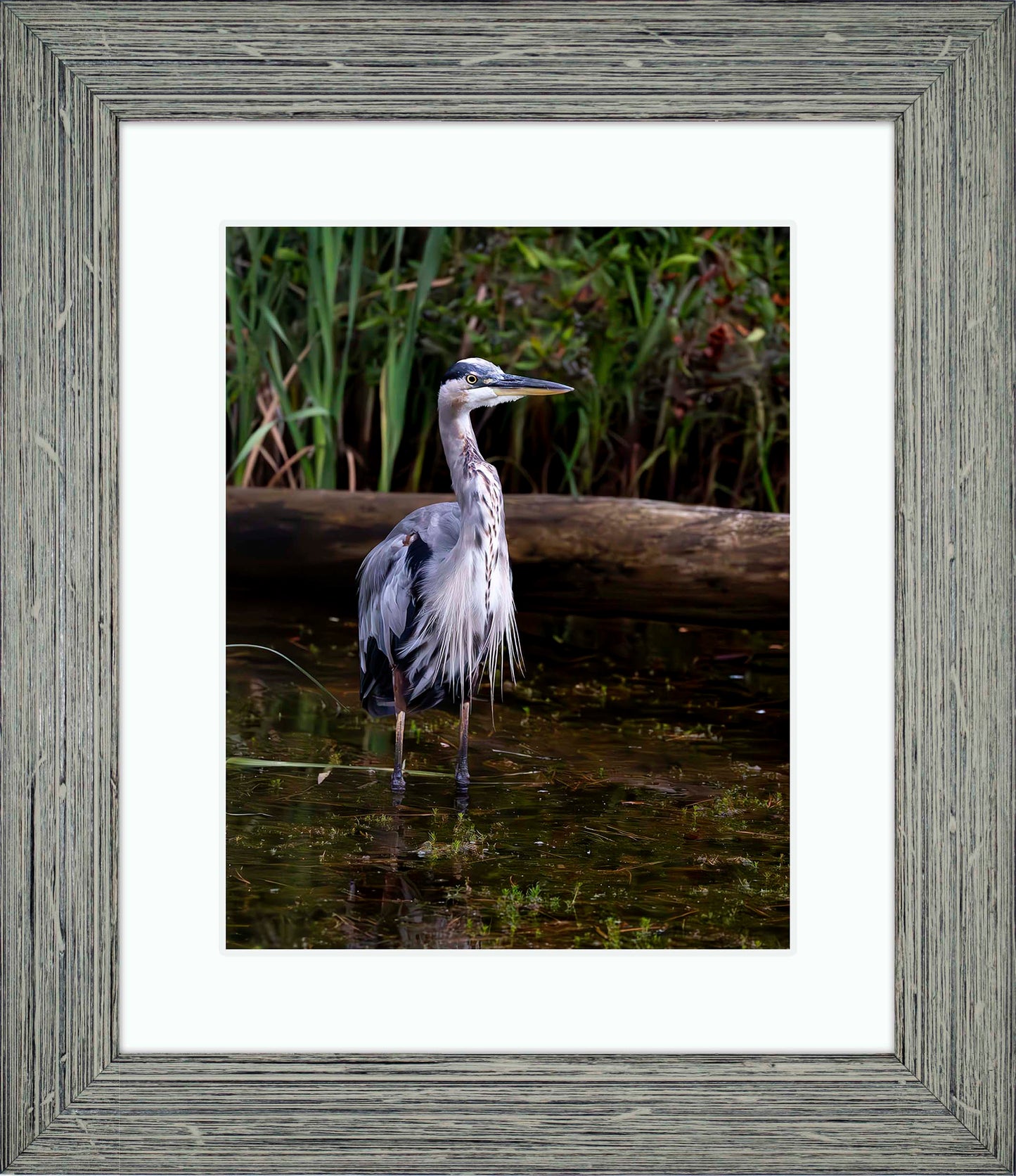 Short Stuff (Portrait) -- Digital Print