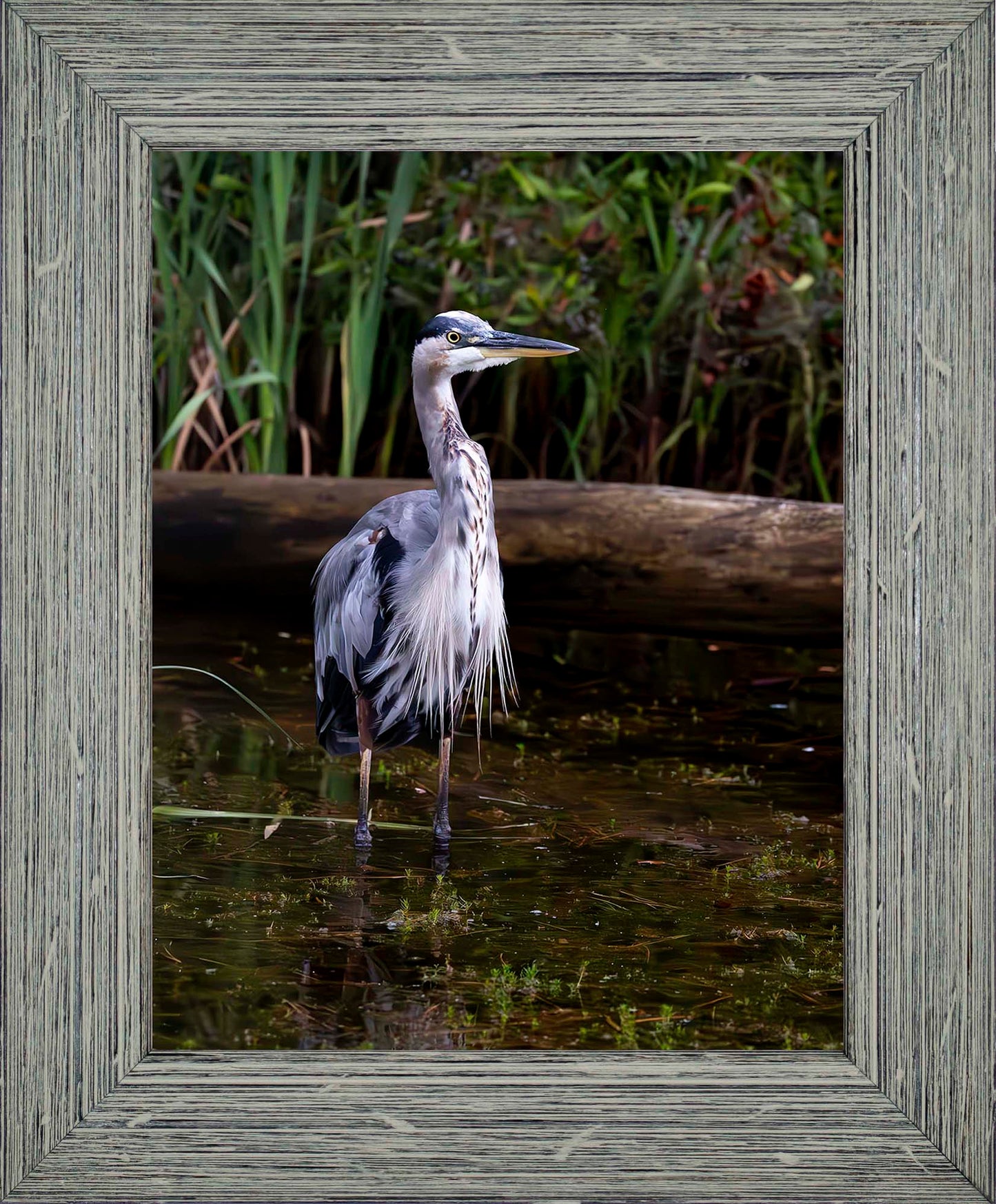 Short Stuff (Portrait) -- Digital Print