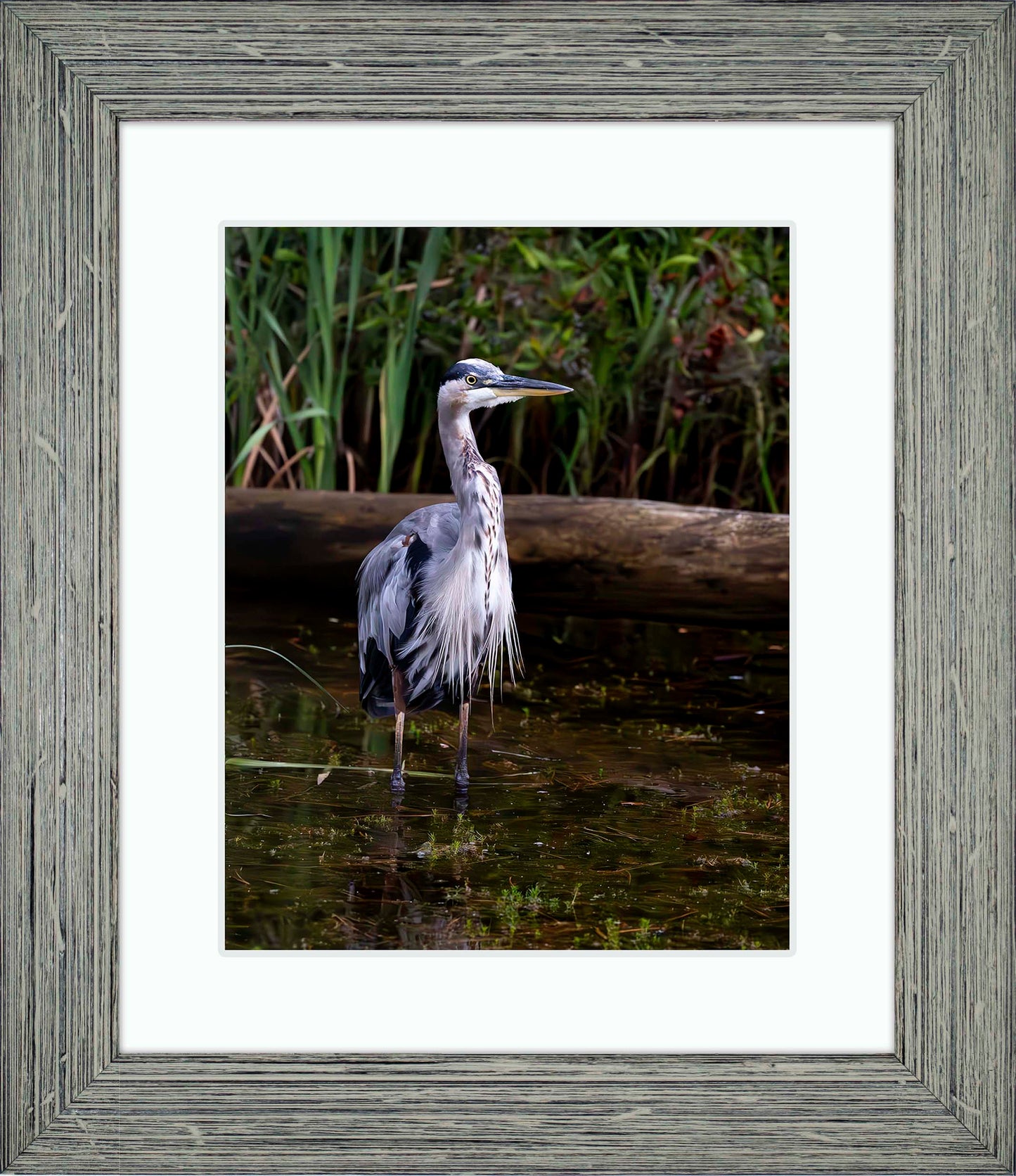 Short Stuff (Portrait) -- Digital Print