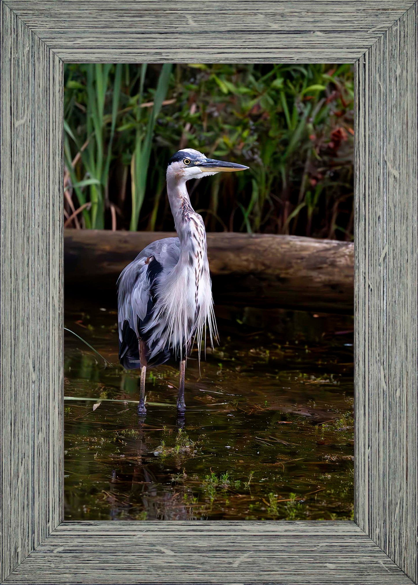 Short Stuff (Portrait) -- Digital Print