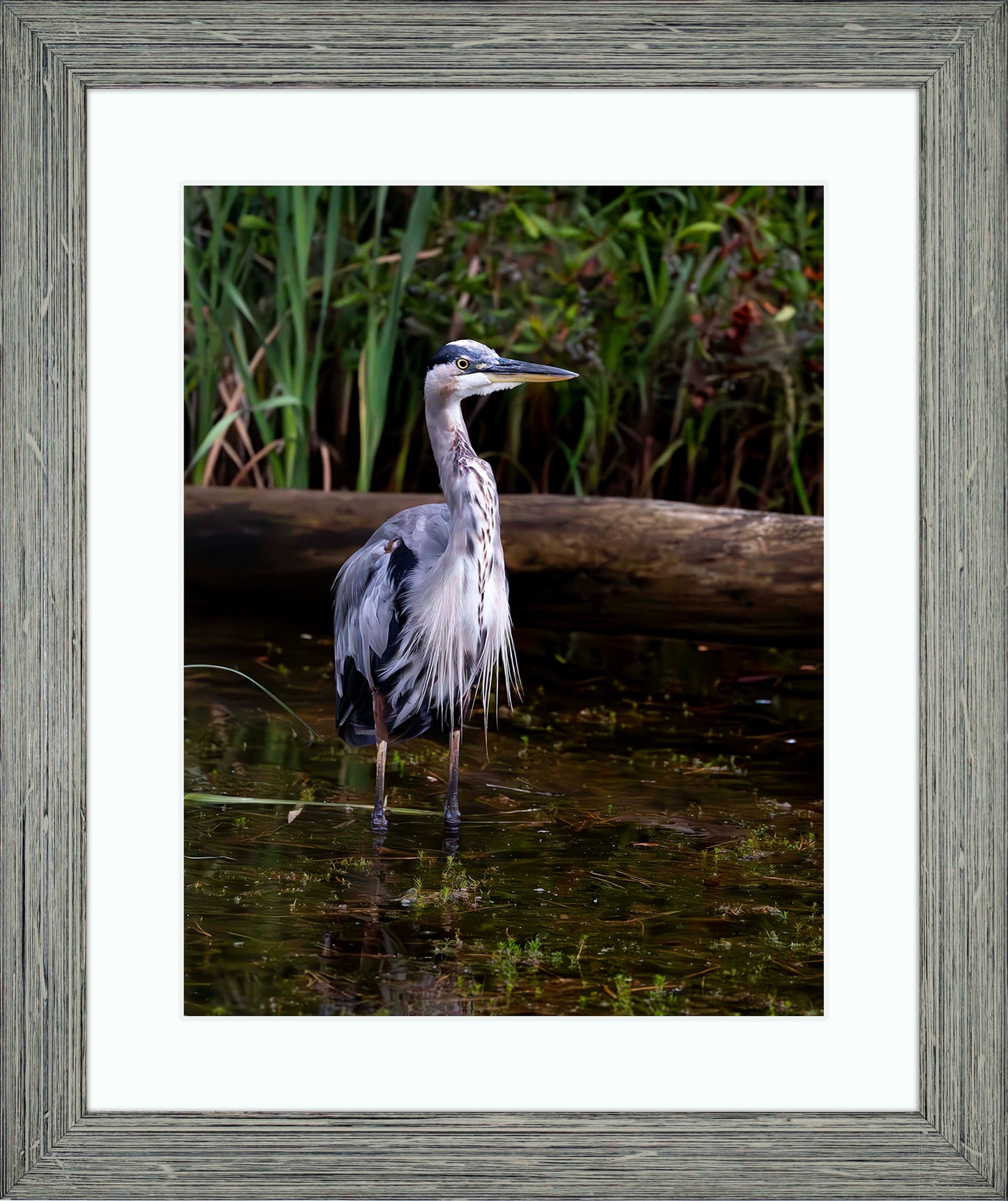 Short Stuff (Portrait) -- Digital Print