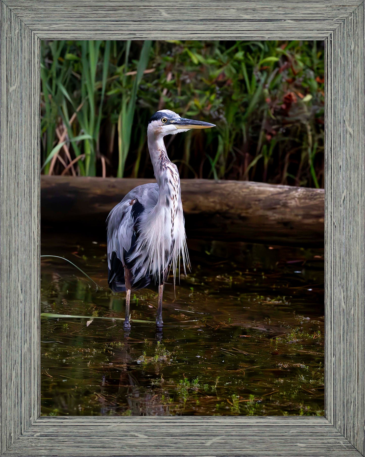 Short Stuff (Portrait) -- Digital Print