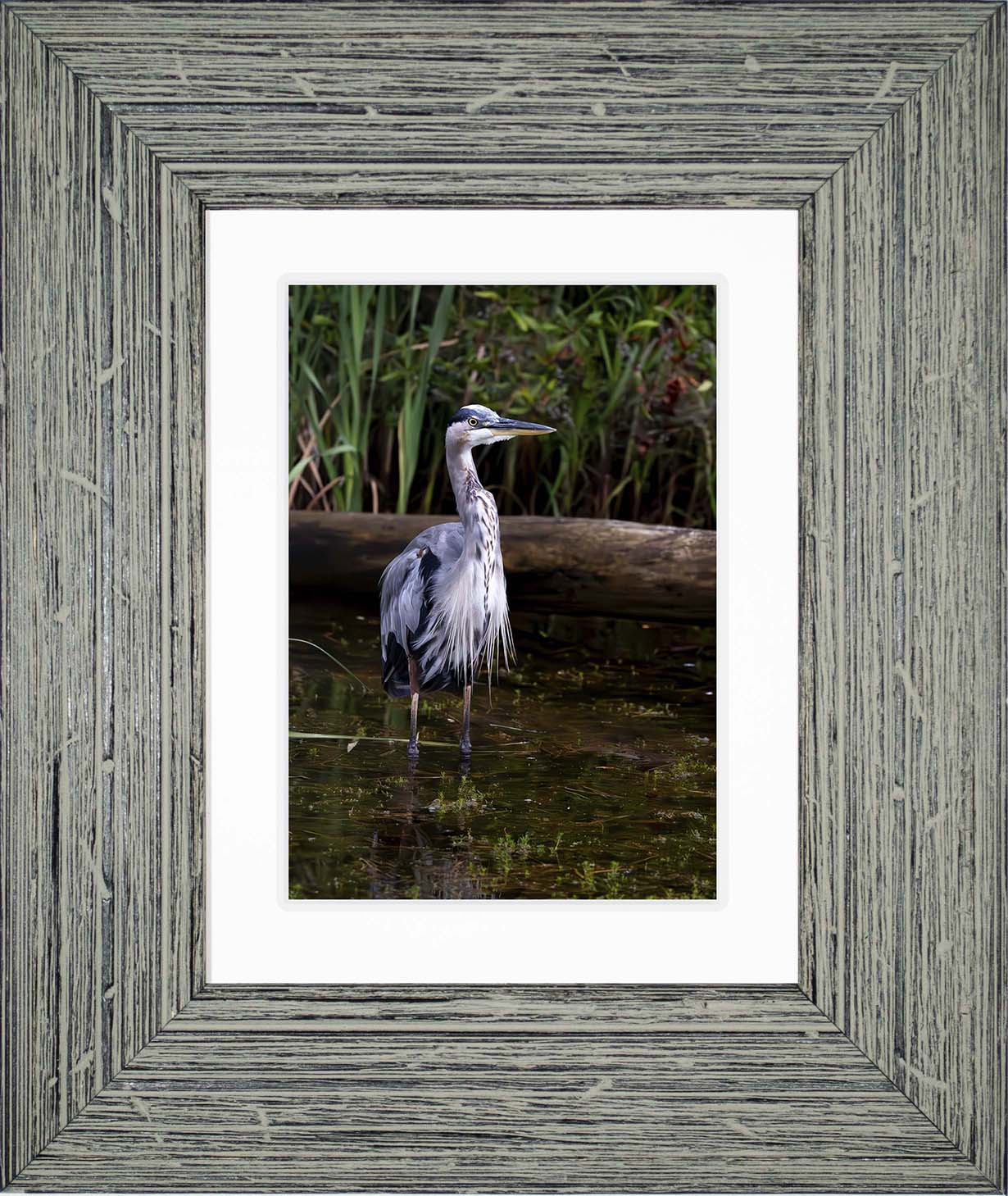 Short Stuff (Portrait) -- Digital Print