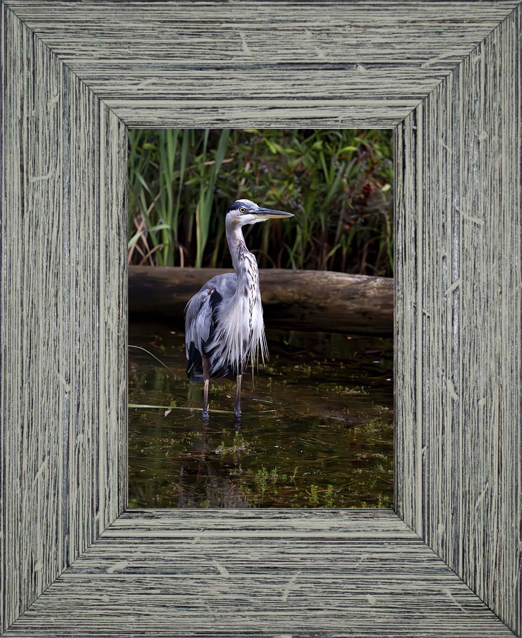 Short Stuff (Portrait) -- Digital Print