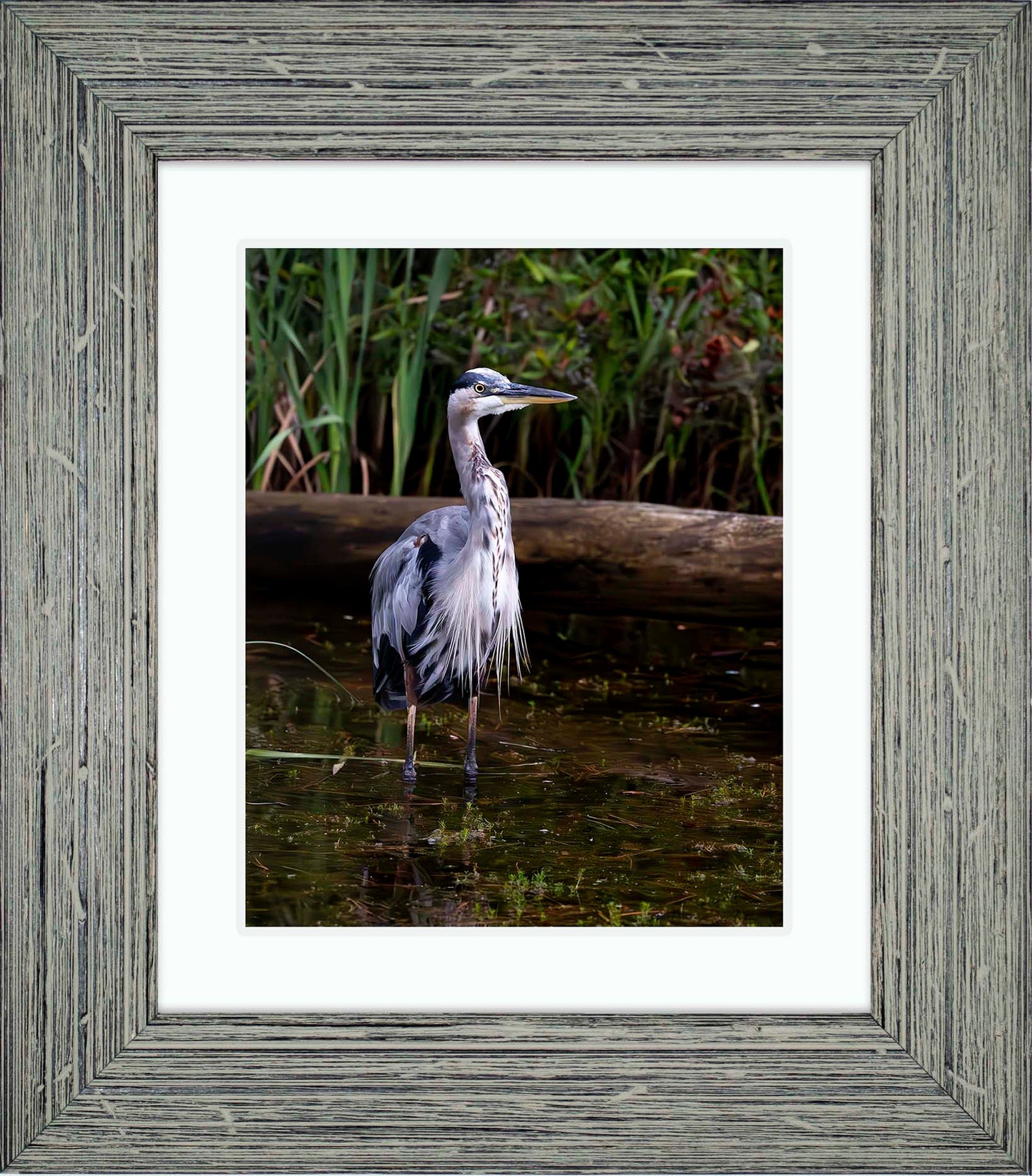 Short Stuff (Portrait) -- Digital Print