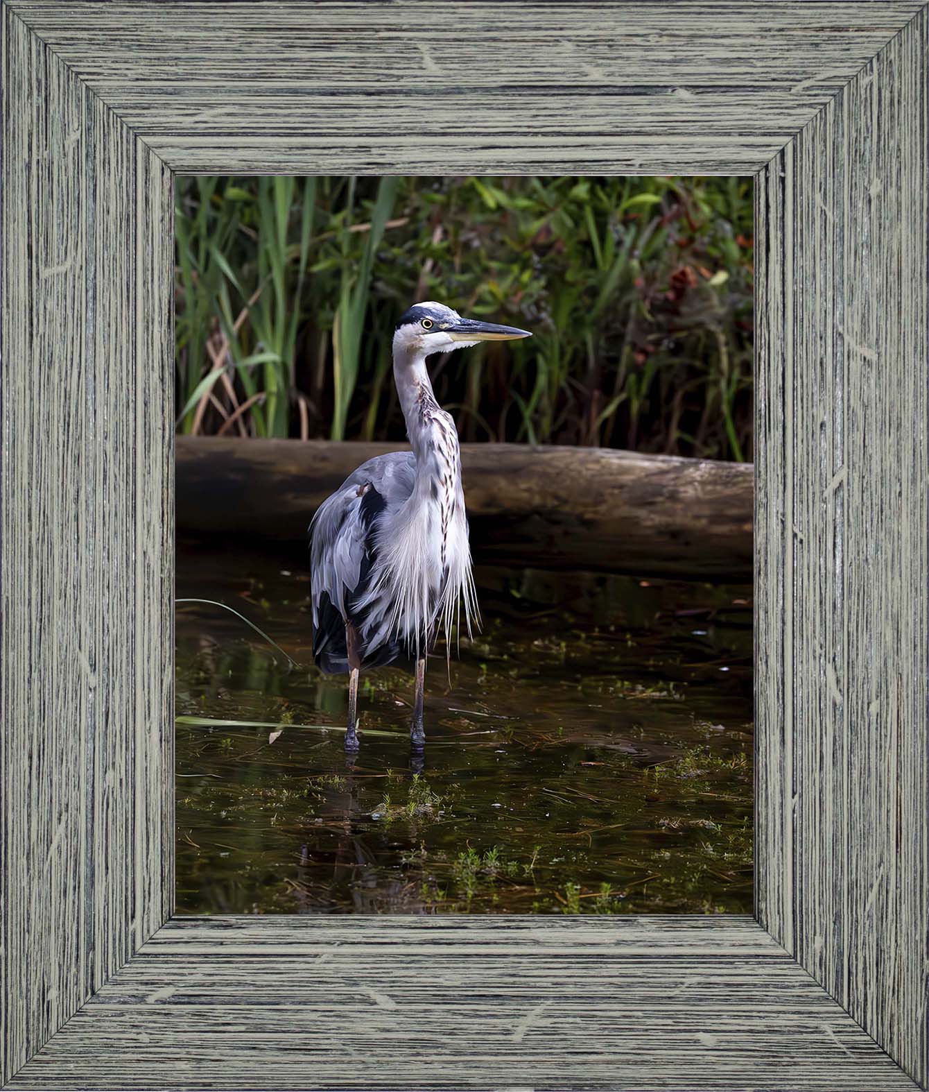 Short Stuff (Portrait) -- Digital Print