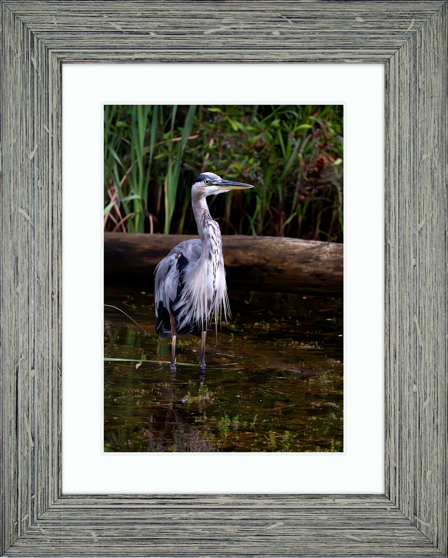 Short Stuff (Portrait) -- Digital Print