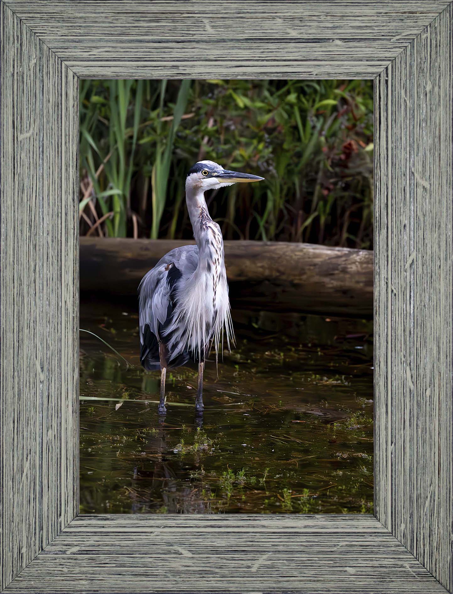 Short Stuff (Portrait) -- Digital Print