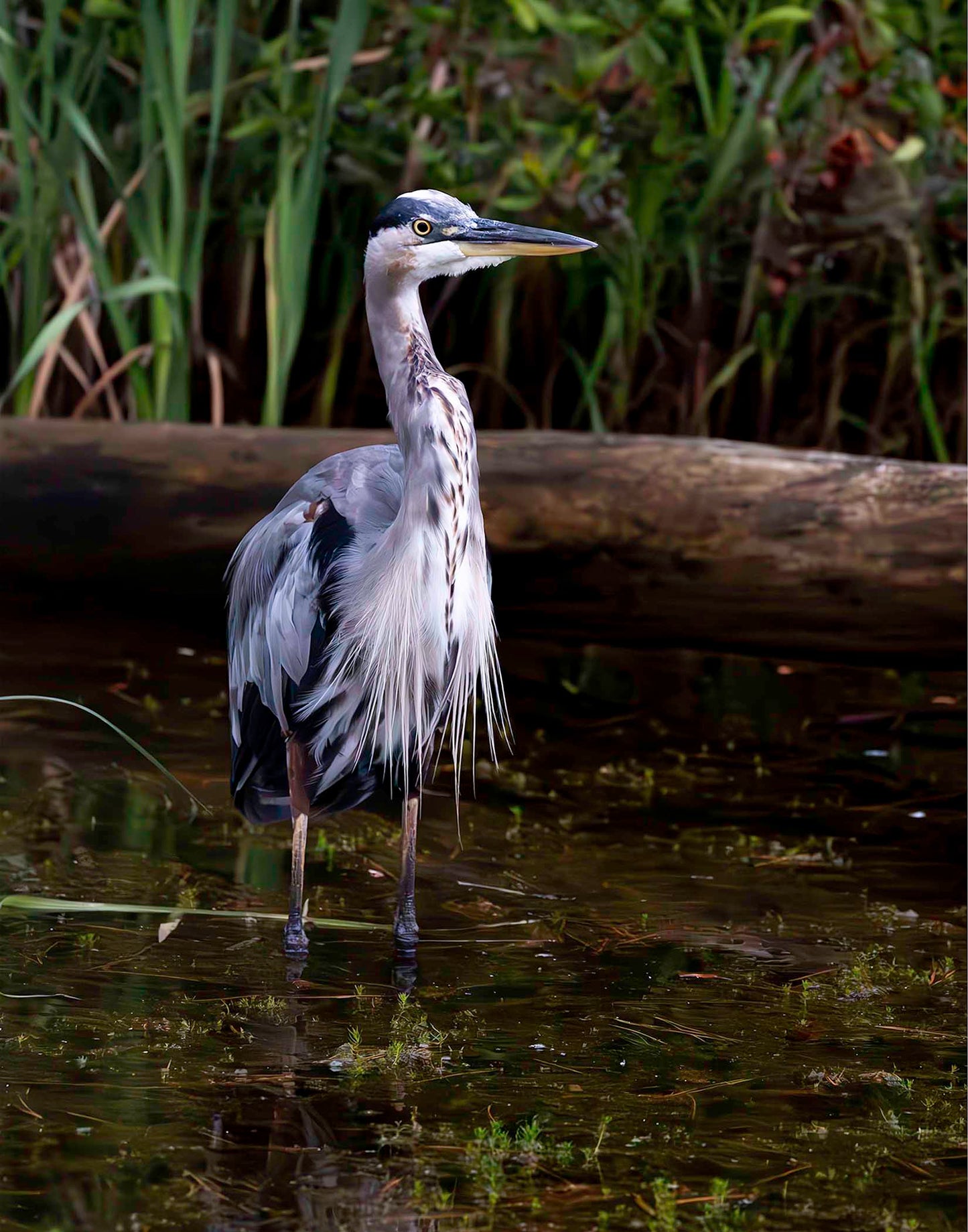 Short Stuff (Portrait) -- Digital Print