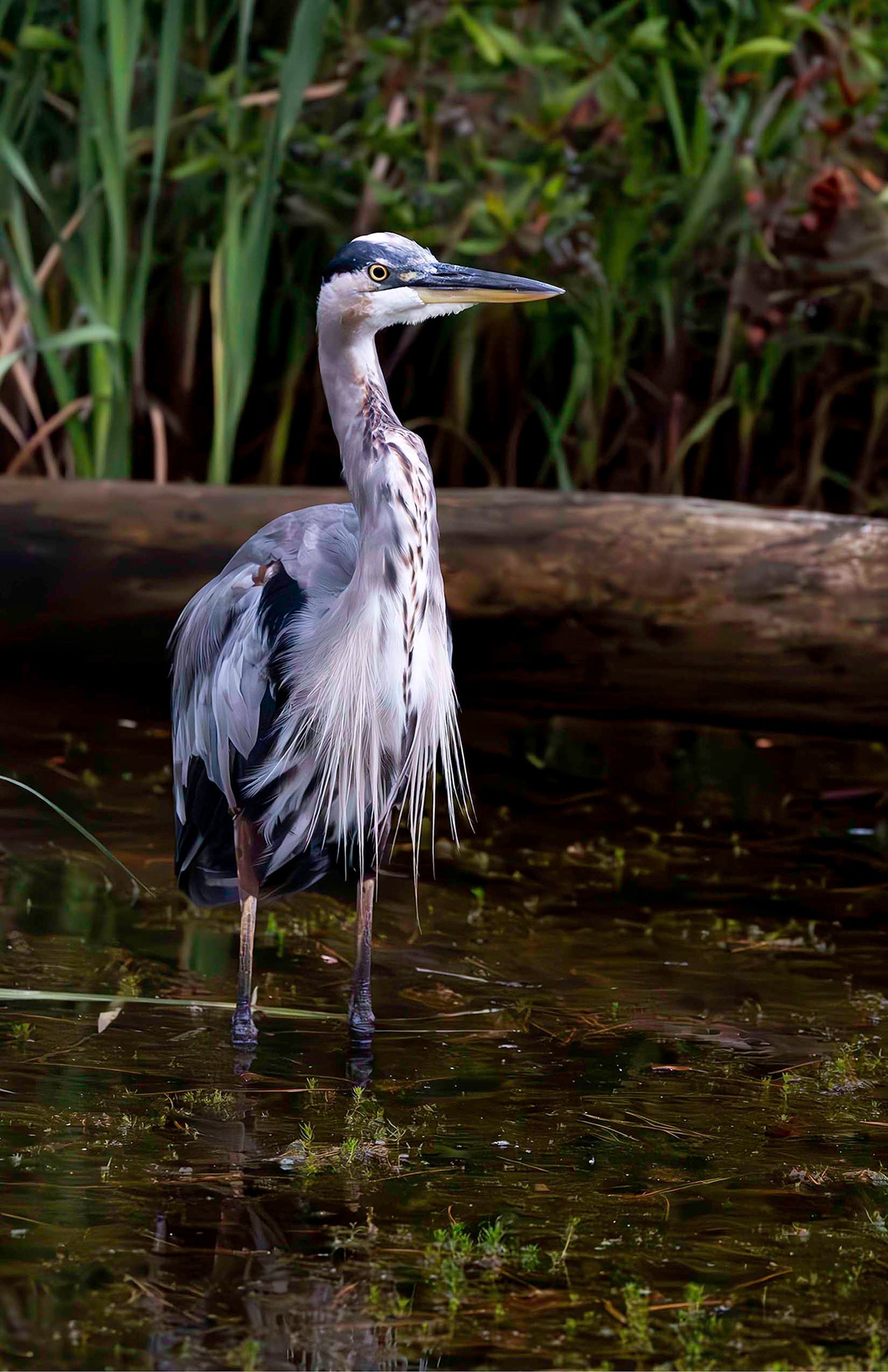 Short Stuff (Portrait) -- Digital Print