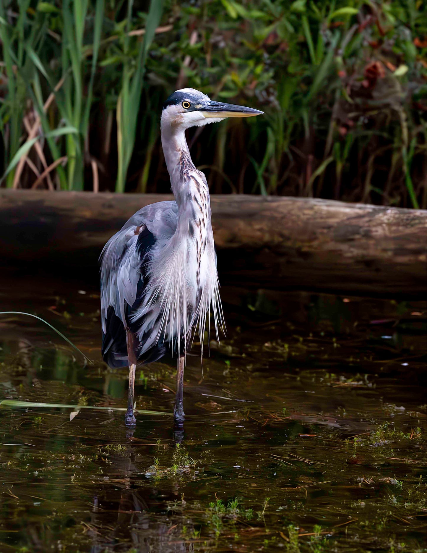 Short Stuff (Portrait) -- HD Metal