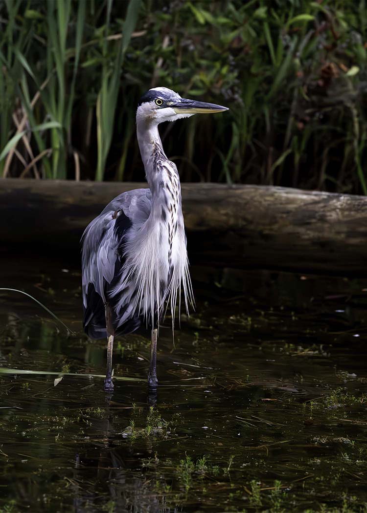 Short Stuff (Portrait) -- Digital Print