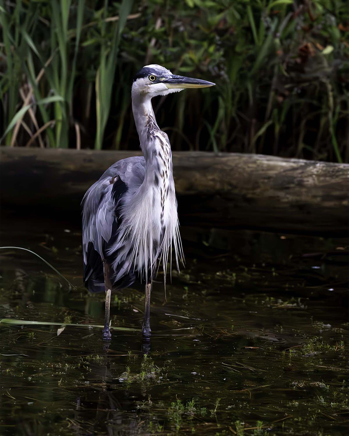 Short Stuff (Portrait) -- Digital Print