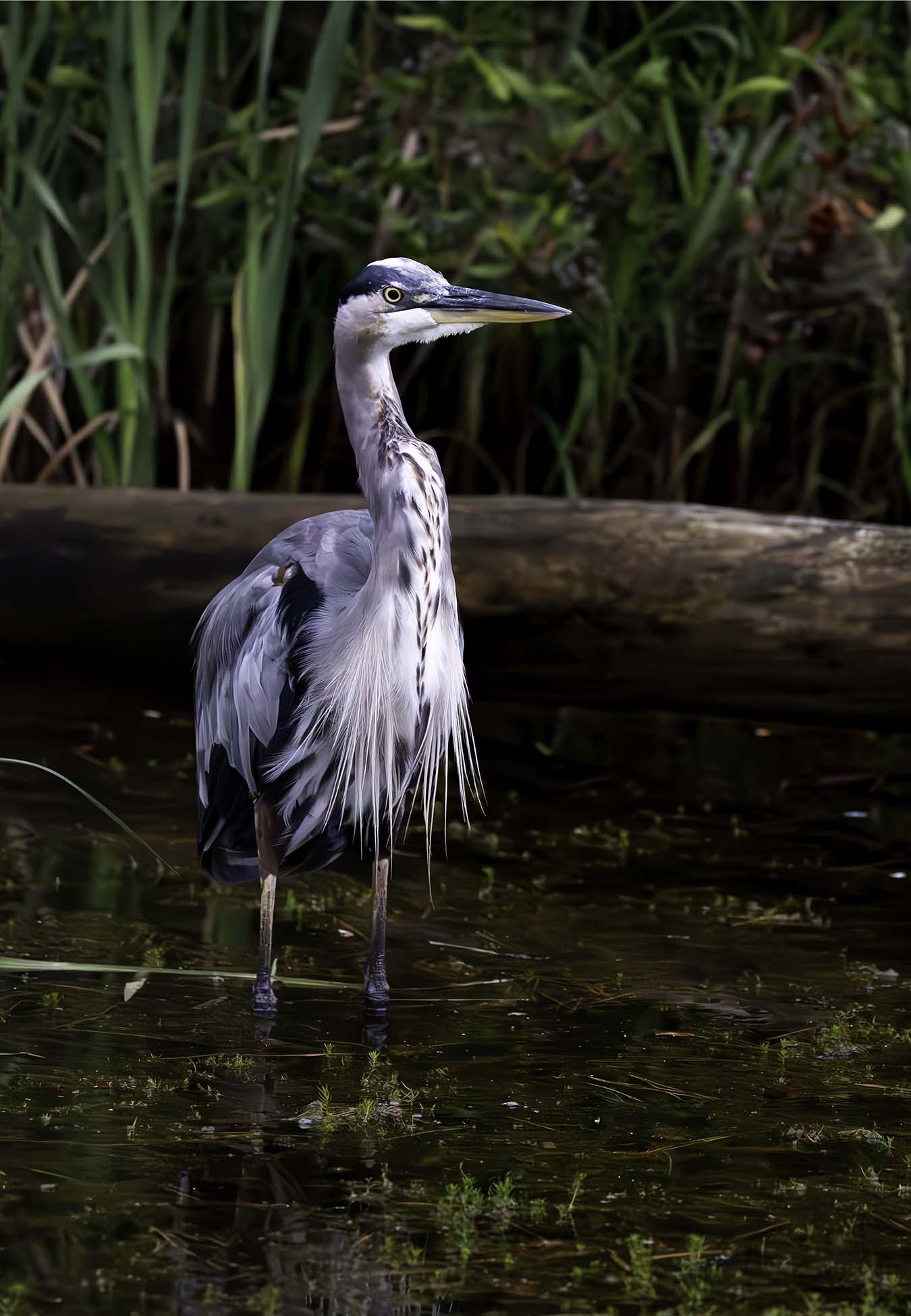 Short Stuff (Portrait) -- Digital Print