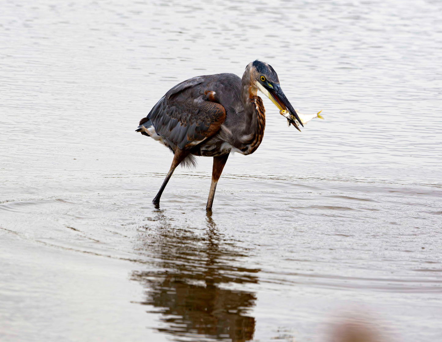 Small Catch at Blackwater -- HD Metal