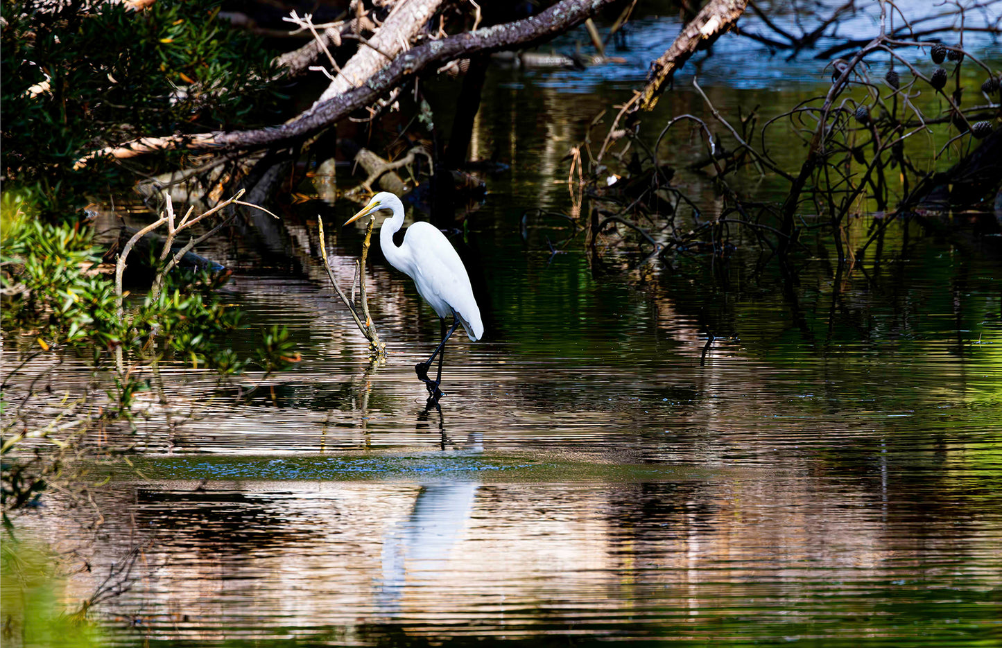 Solitude -- Digital Print